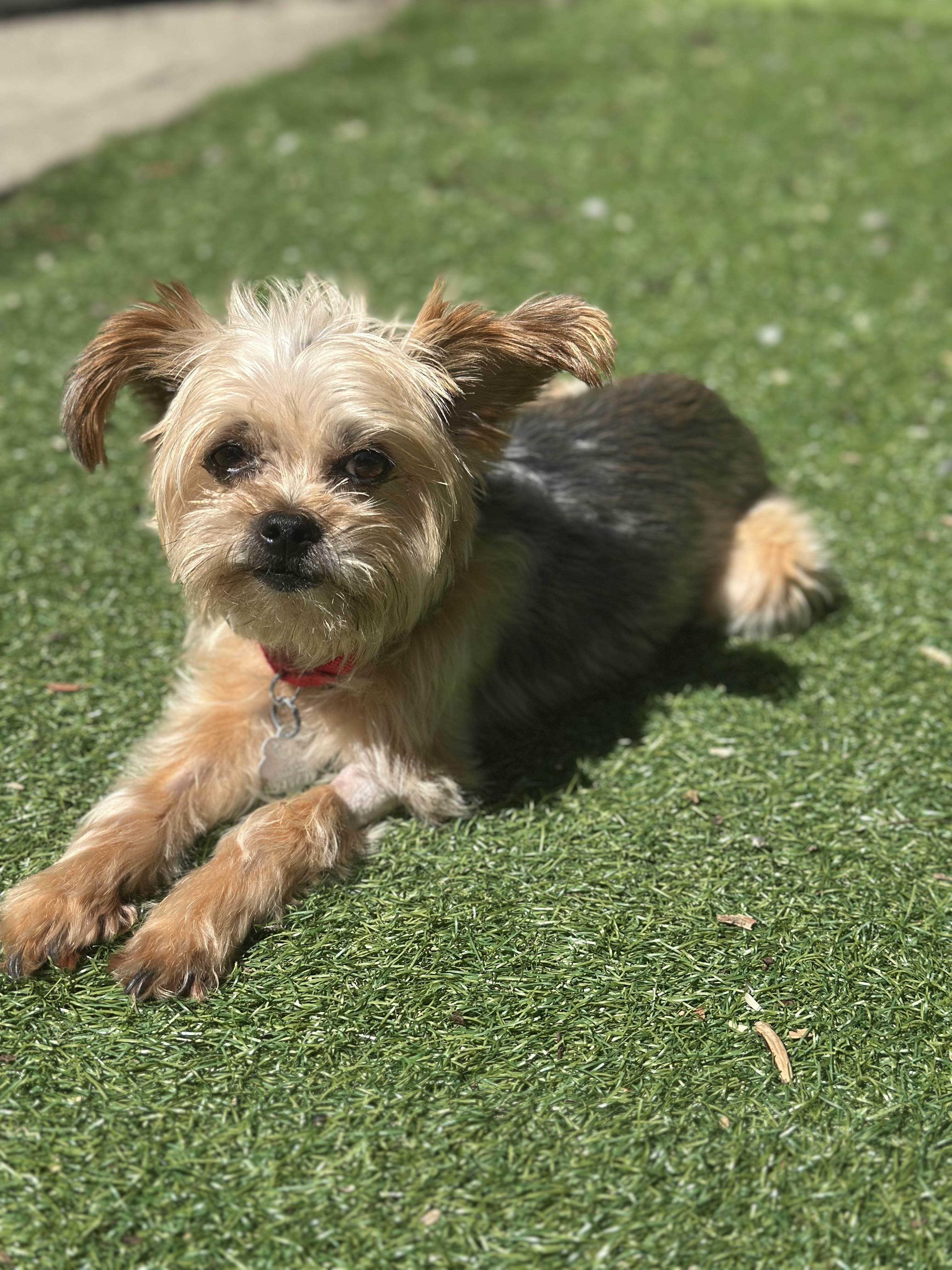 Harper, a Adoptable mixed breed in New York, NY image 3/6
