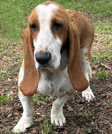 Enlarge BUTTERSCOTCH - ADOPTION PENDING!, a Adoptable Basset Hound in Mays Landing, NJ image 1/3