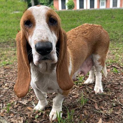 Enlarge BUTTERSCOTCH - ADOPTION PENDING!, a Adoptable Basset Hound in Mays Landing, NJ image 2/3