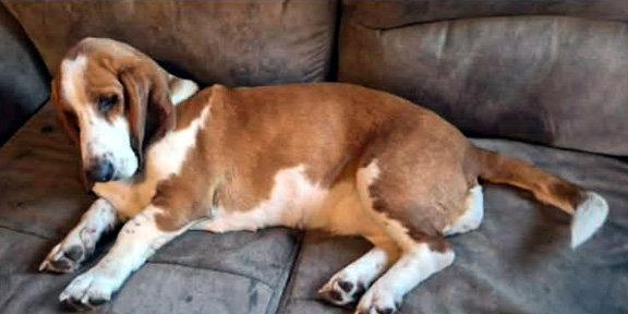 Enlarge BUTTERSCOTCH - ADOPTION PENDING!, a Adoptable Basset Hound in Mays Landing, NJ image 3/3