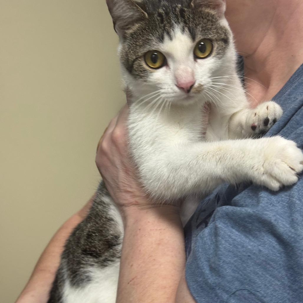 Enlarge Gracie, a Adoptable Domestic Short Hair in Huntsville, AL image 1/4