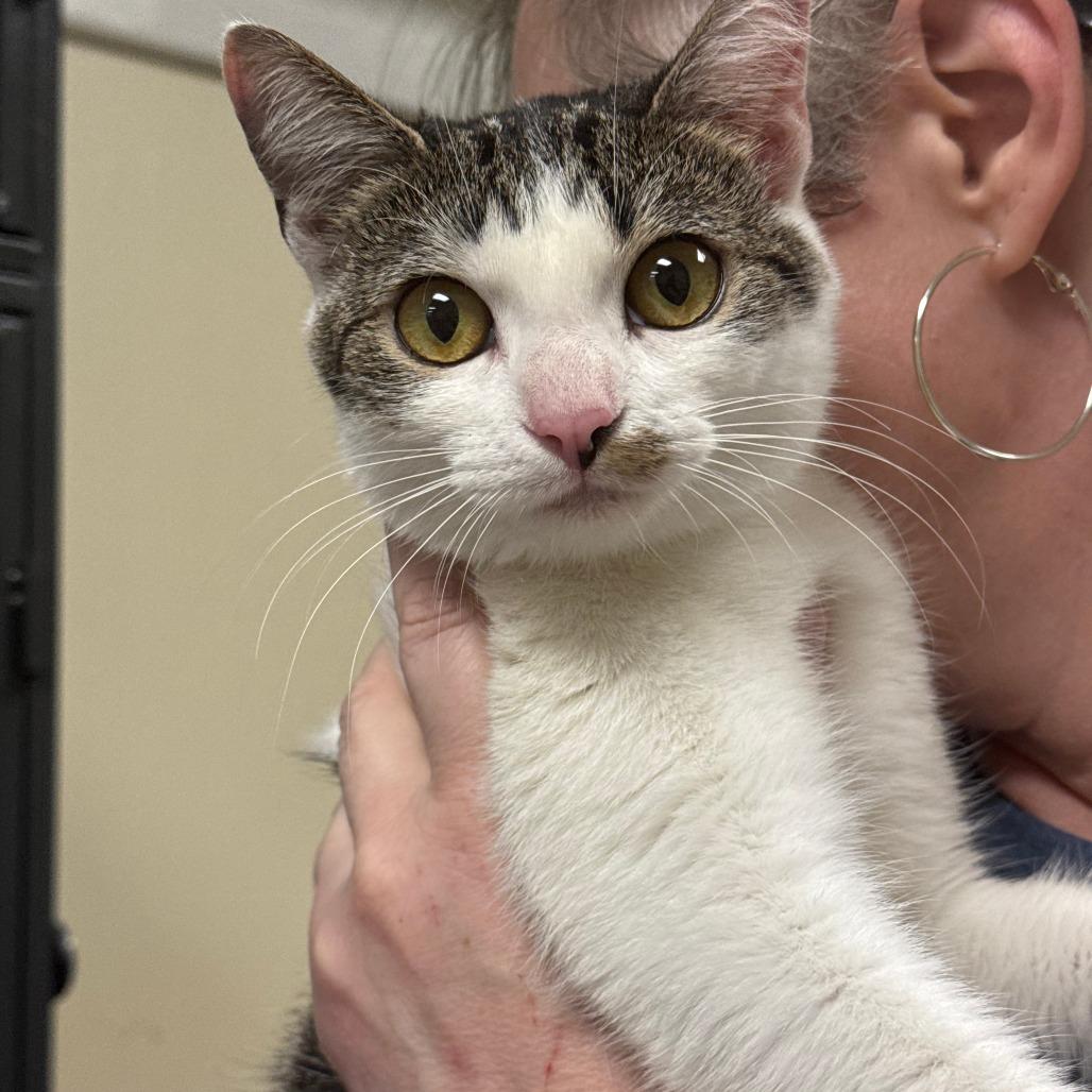 Enlarge Gracie, a Adoptable Domestic Short Hair in Huntsville, AL image 2/4