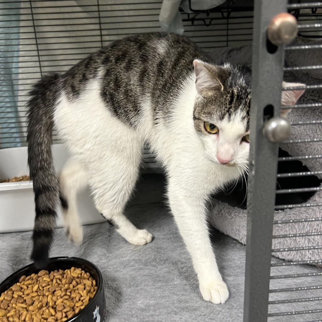 Enlarge Gracie, a Adoptable Domestic Short Hair in Huntsville, AL image 3/4