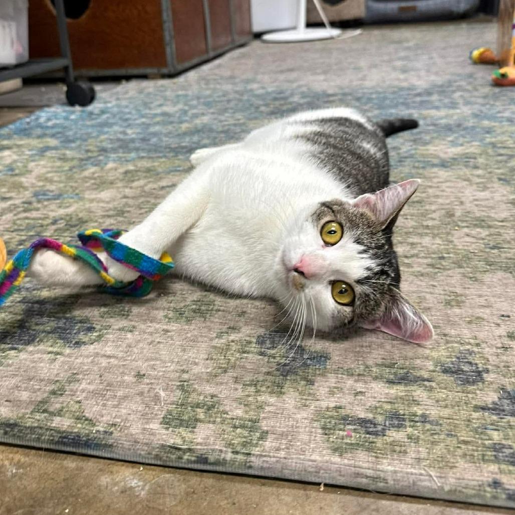 Enlarge Gracie, a Adoptable Domestic Short Hair in Huntsville, AL image 4/4