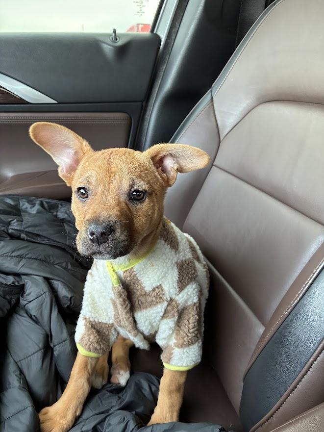 Bitsy, adopted, Young Female Terrier & Black Mouth Cur.