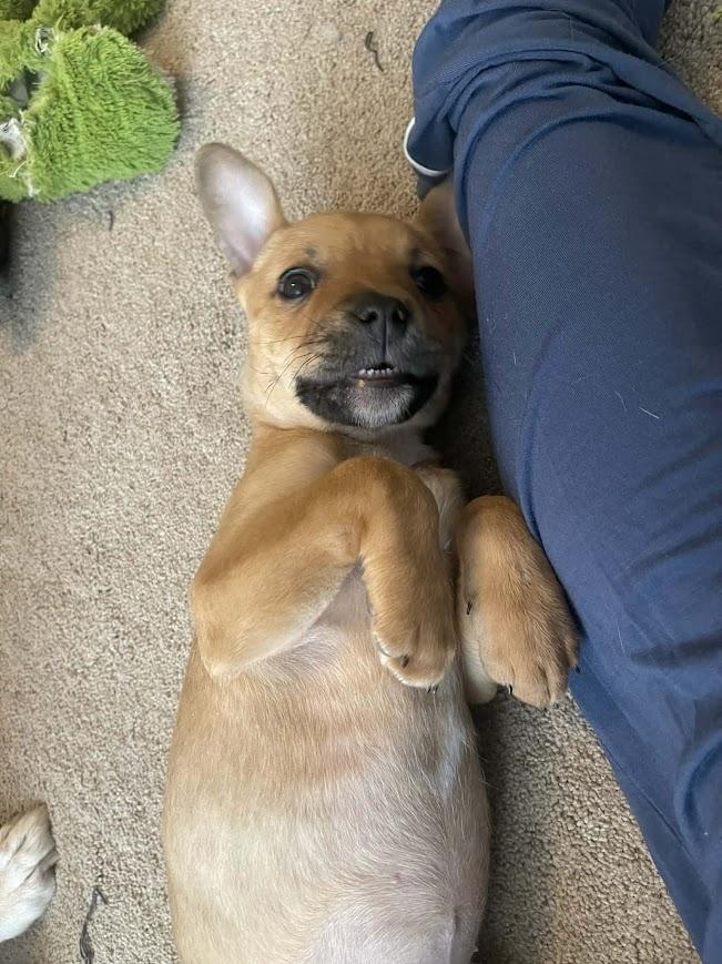 Enlarge Bitsy, an adopted mixed breed in Shermans Dale, PA image 6/6