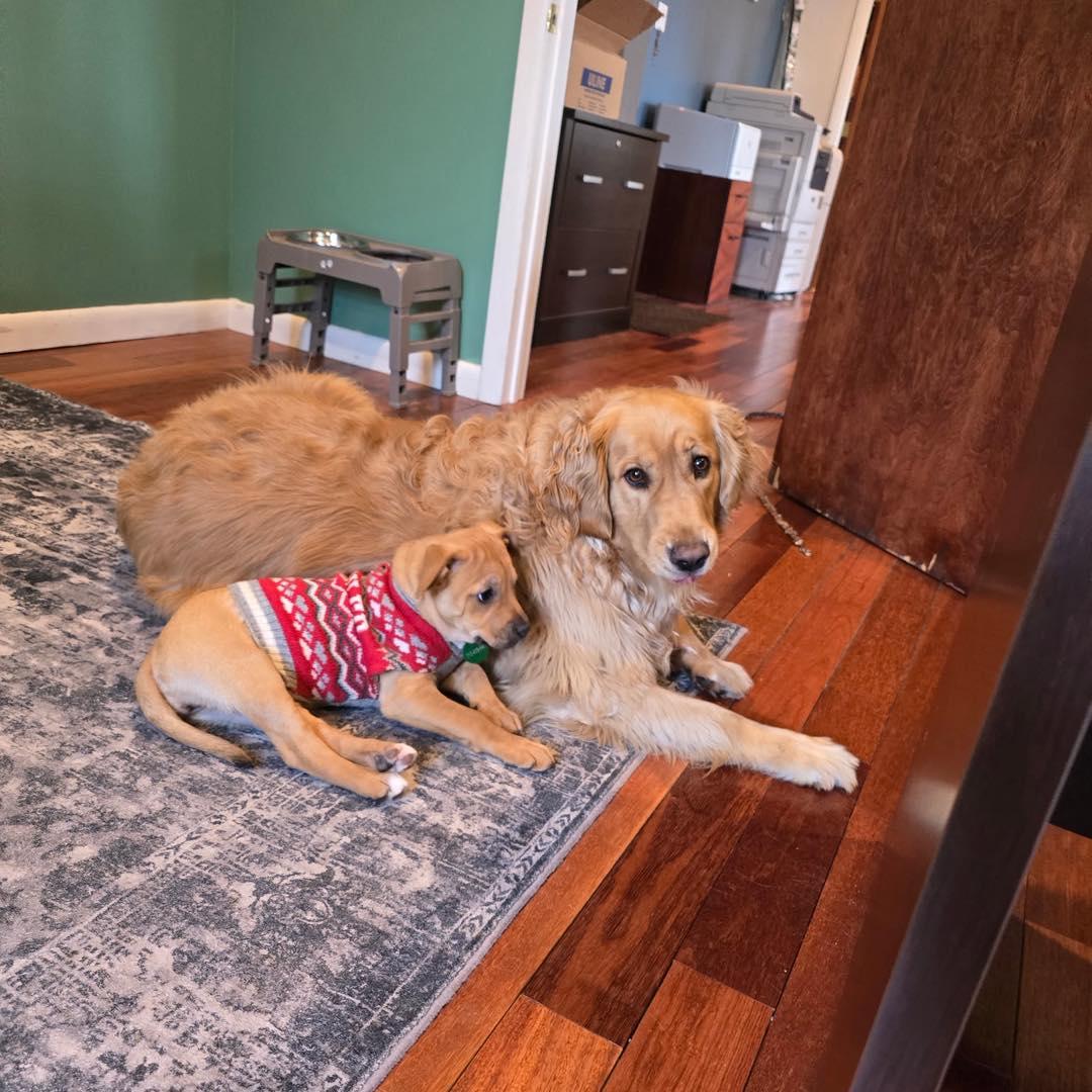 Enlarge Bitsy, an adopted mixed breed in Shermans Dale, PA image 4/6