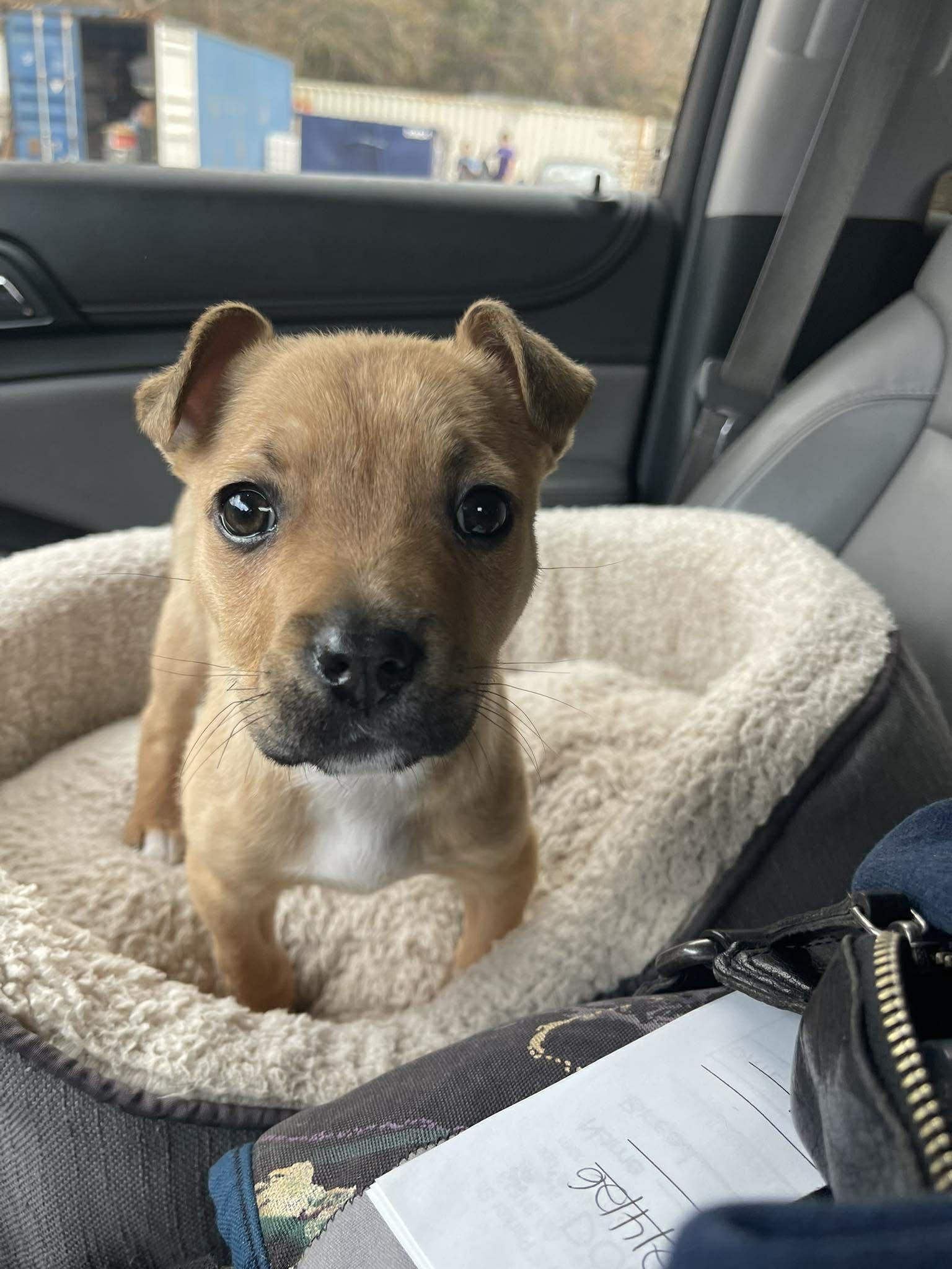 Enlarge Bitsy, an adopted mixed breed in Shermans Dale, PA image 5/6