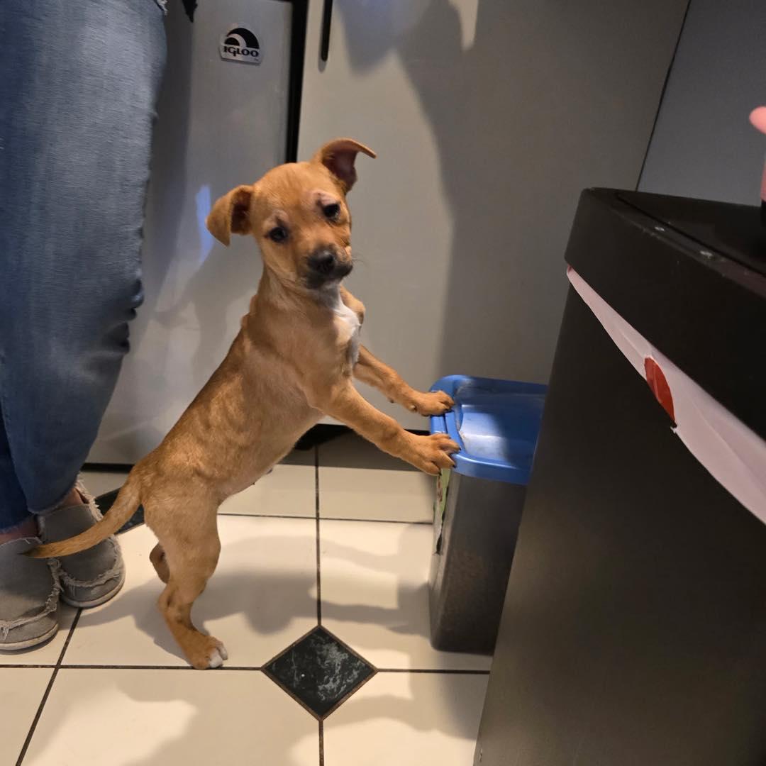 Enlarge Bitsy, an adopted mixed breed in Shermans Dale, PA image 2/6