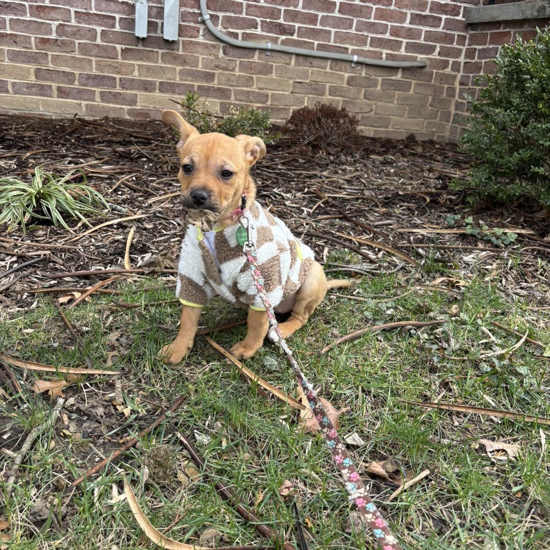 Enlarge Bitsy, an adopted mixed breed in Shermans Dale, PA image 3/6