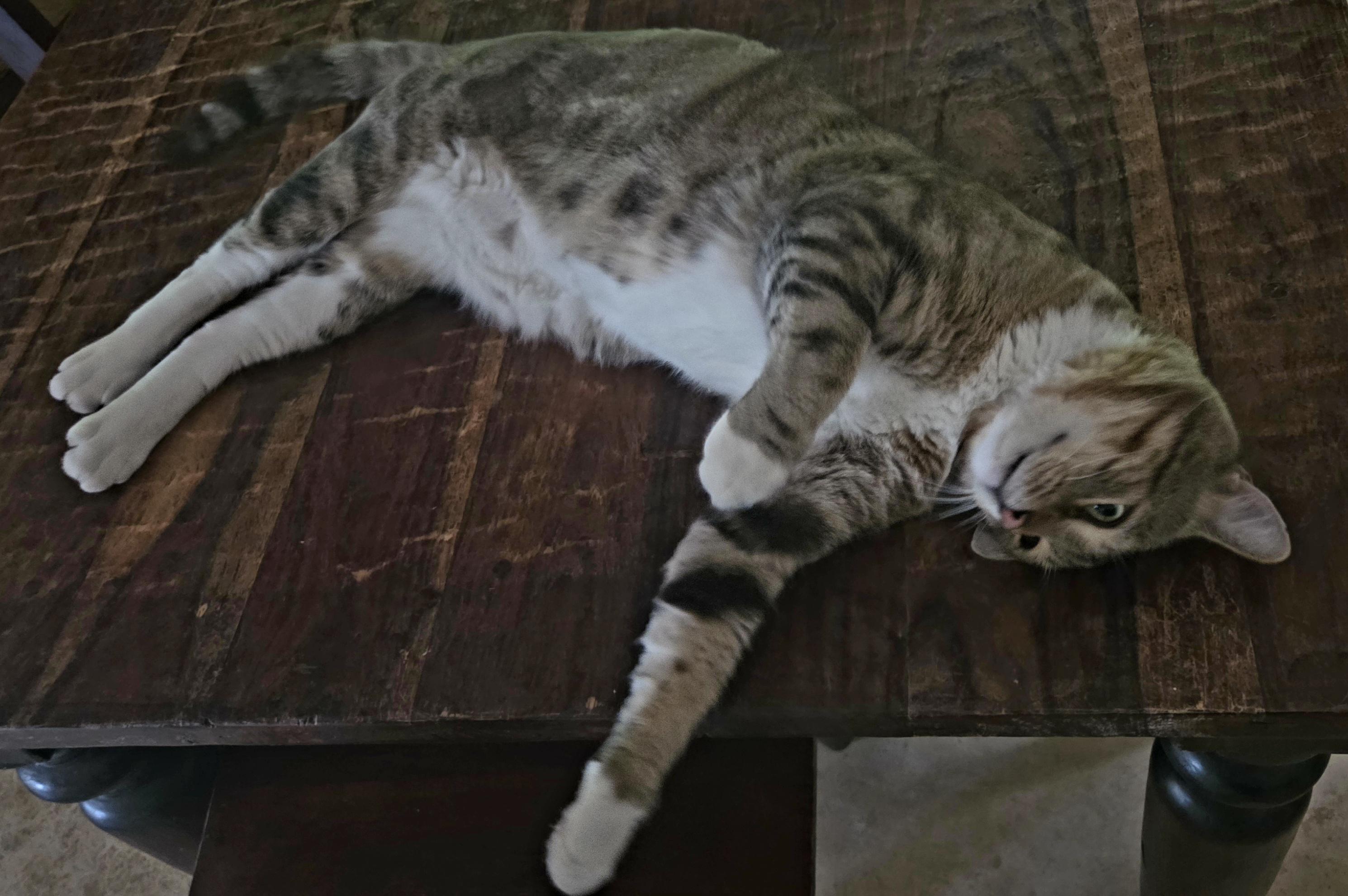 Tank Stripes, a ADOPTABLE Tabby in Phoenix , AZ image 2/3