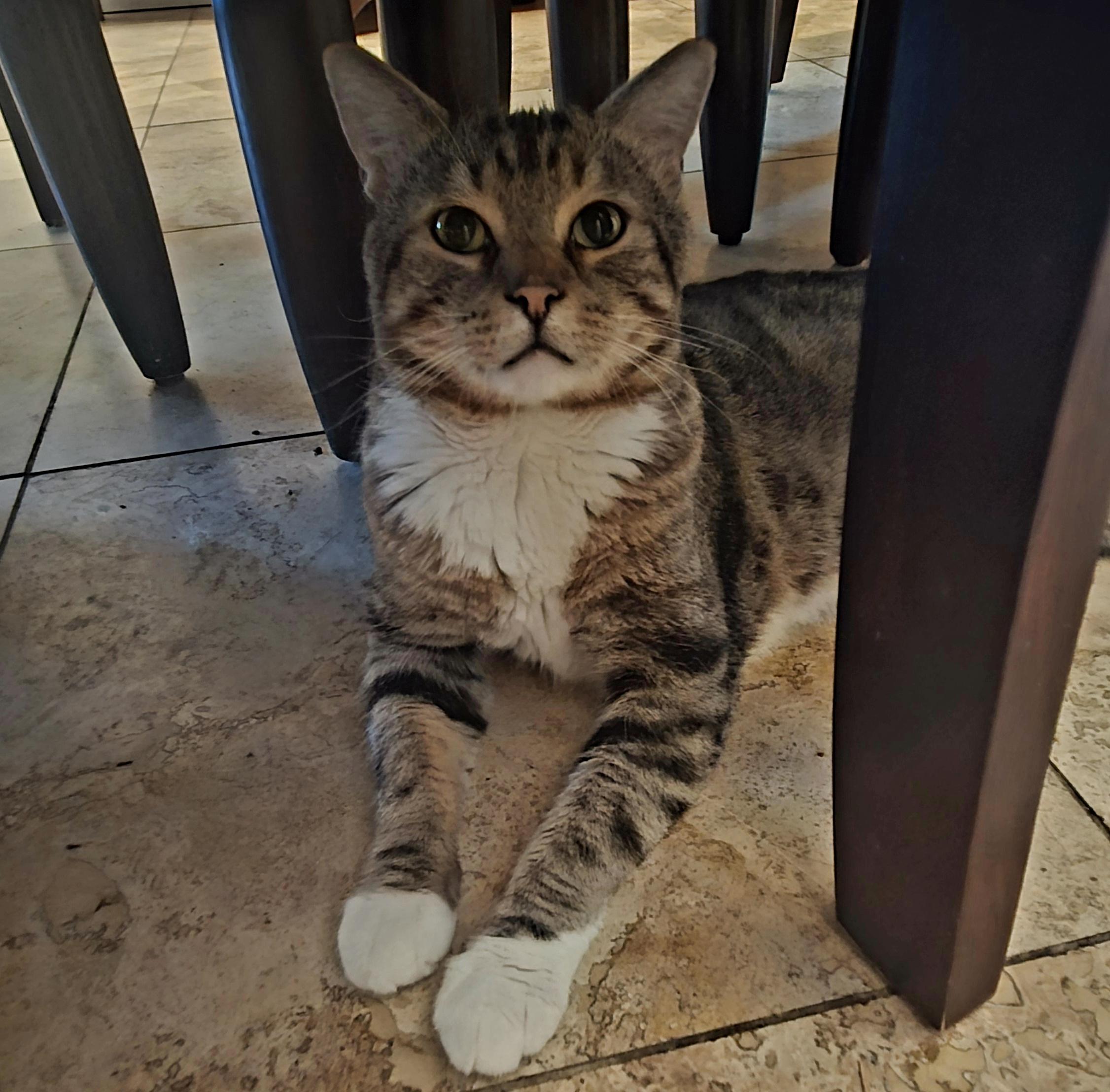 Tank Stripes, a ADOPTABLE Tabby in Phoenix , AZ image 1/3