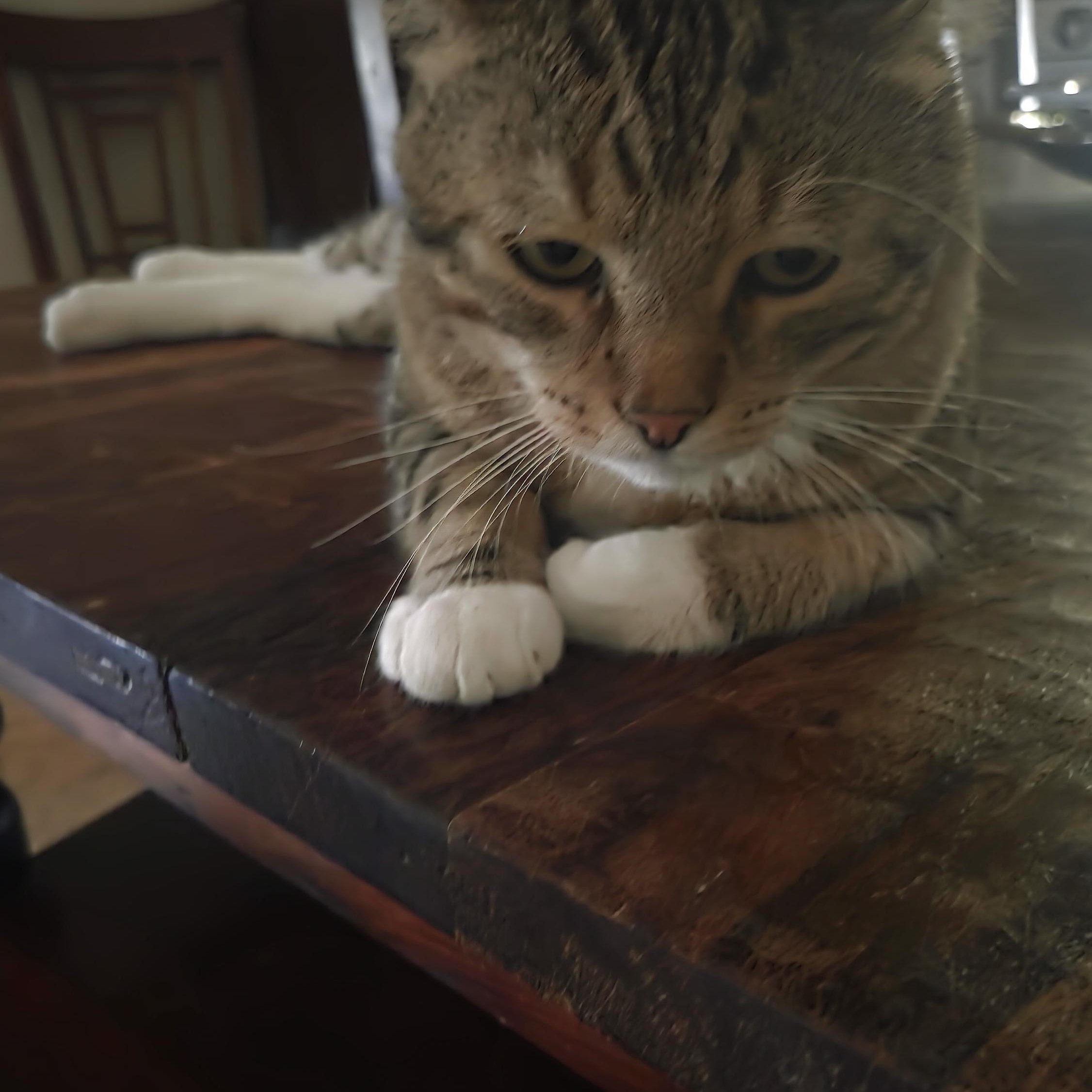 Tank Stripes, a ADOPTABLE Tabby in Phoenix , AZ image 3/3