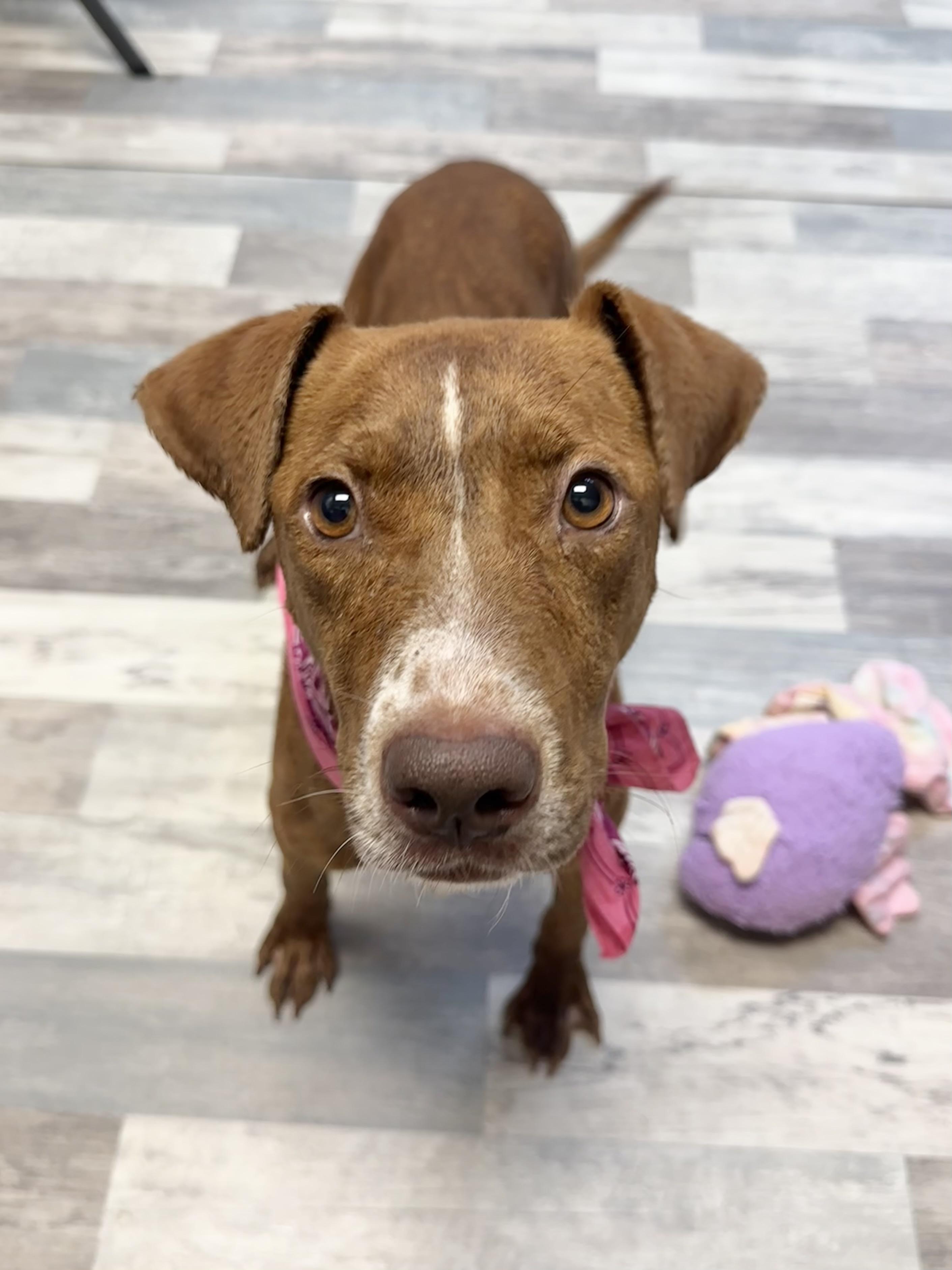 Toffie, a Adoptable mixed breed in Lufkin, TX image 1/6