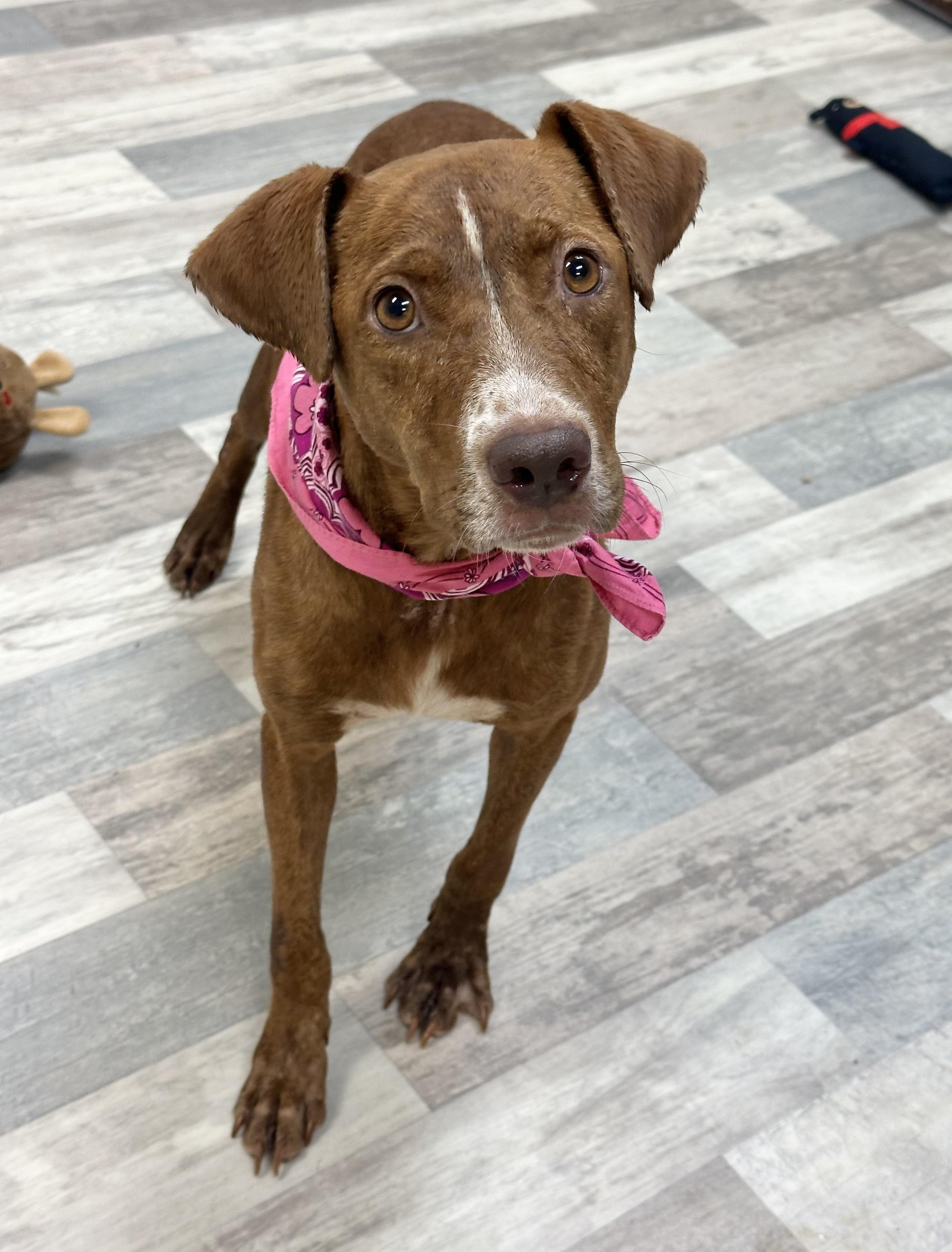 Toffie, a Adoptable mixed breed in Lufkin, TX image 3/6