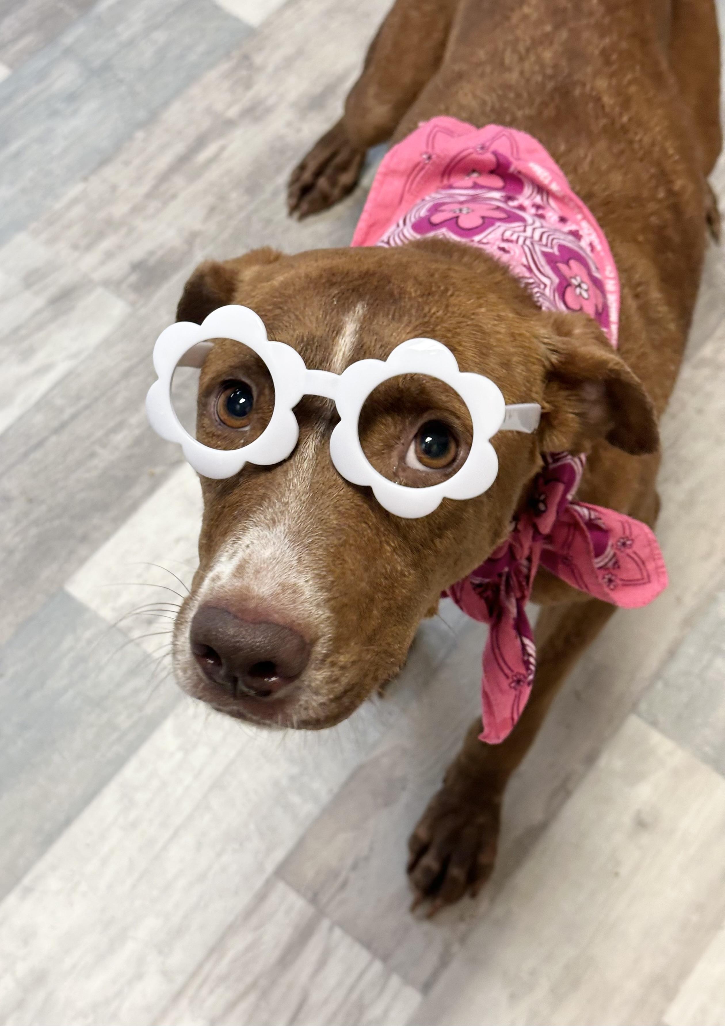 Toffie, a Adoptable mixed breed in Lufkin, TX image 4/6