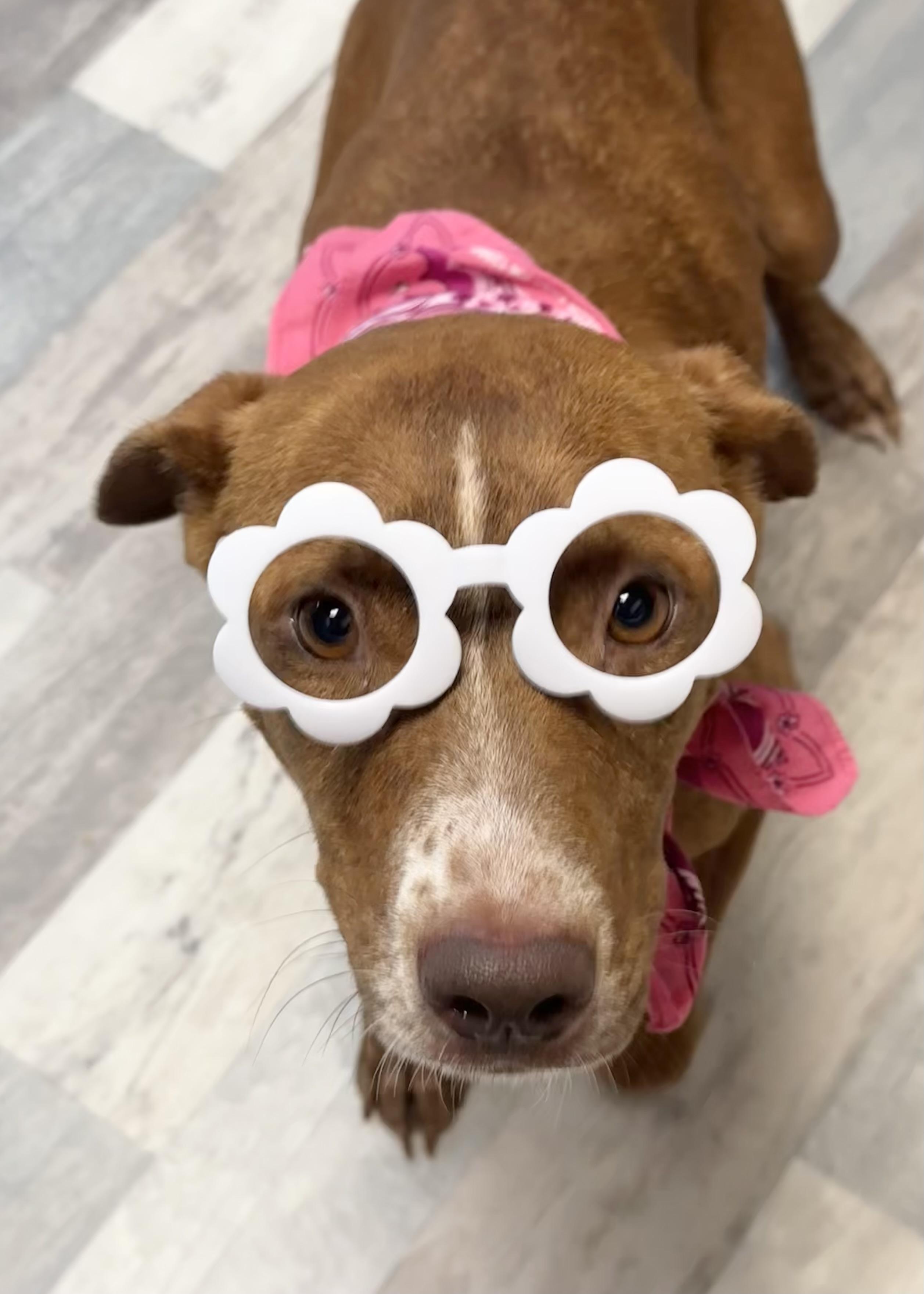 Toffie, a Adoptable mixed breed in Lufkin, TX image 5/6