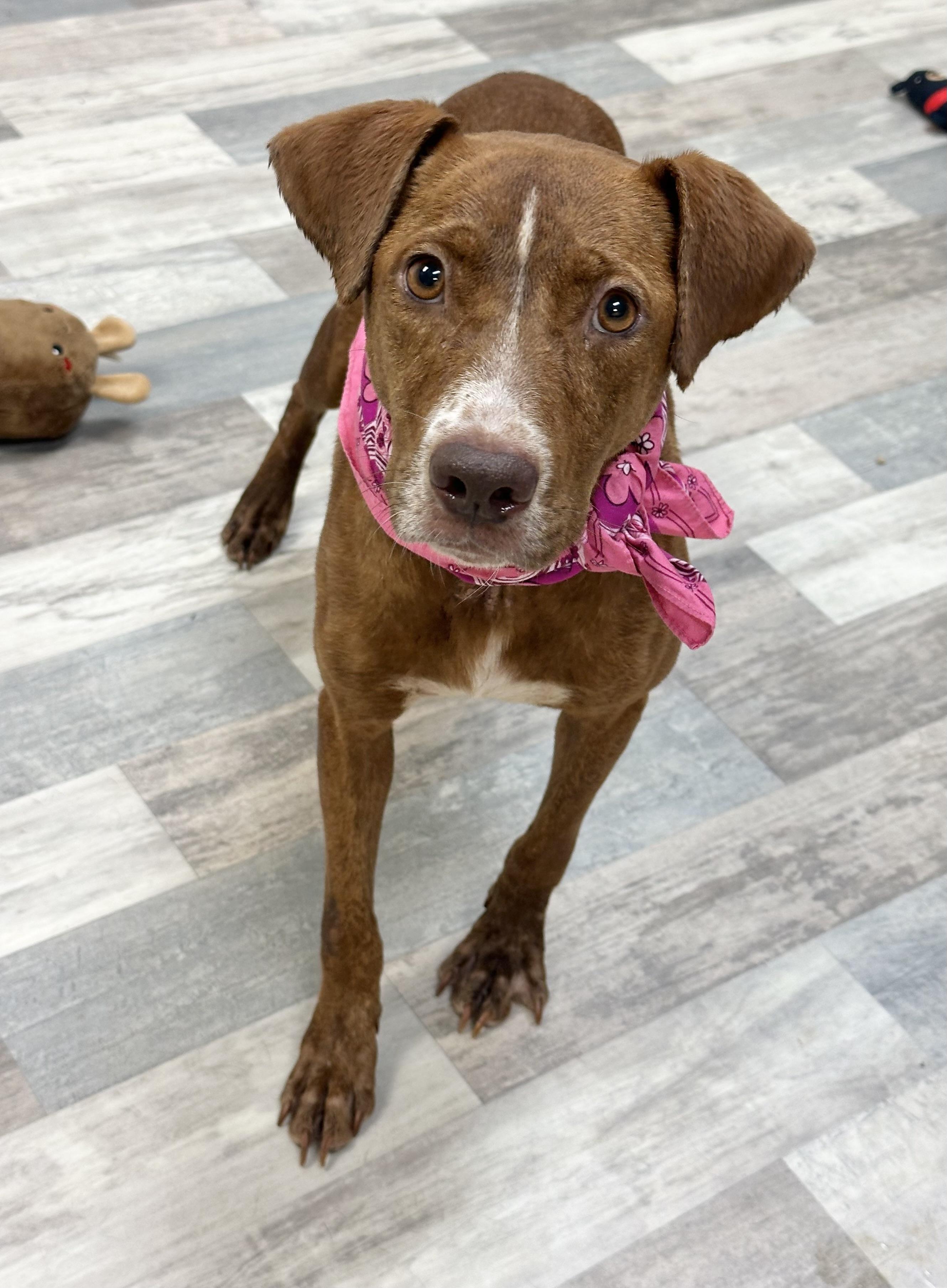 Toffie, a Adoptable mixed breed in Lufkin, TX image 6/6