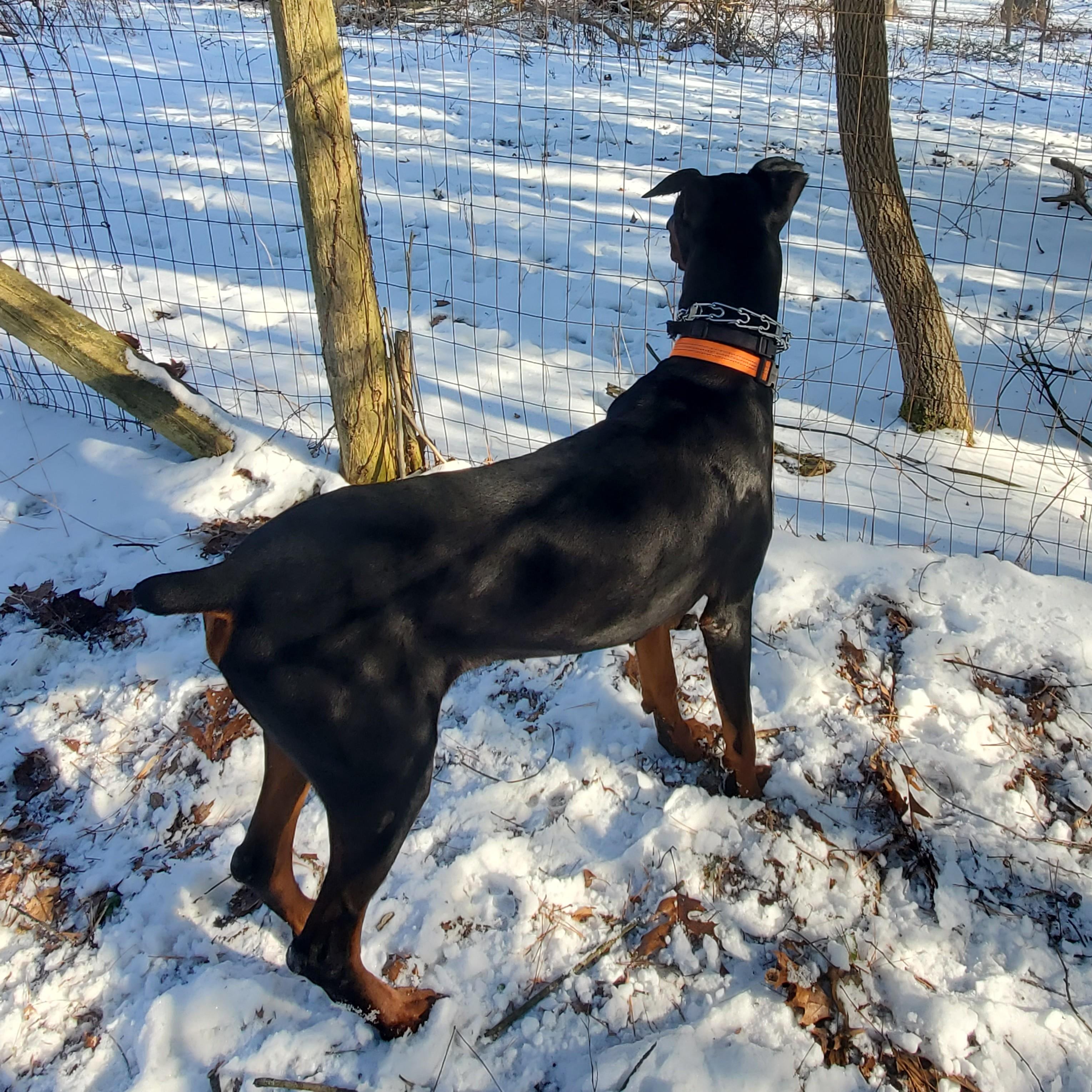 Enlarge Tapper Courtesy Listing, a ADOPTABLE Doberman Pinscher in Midland, MI image 6/6