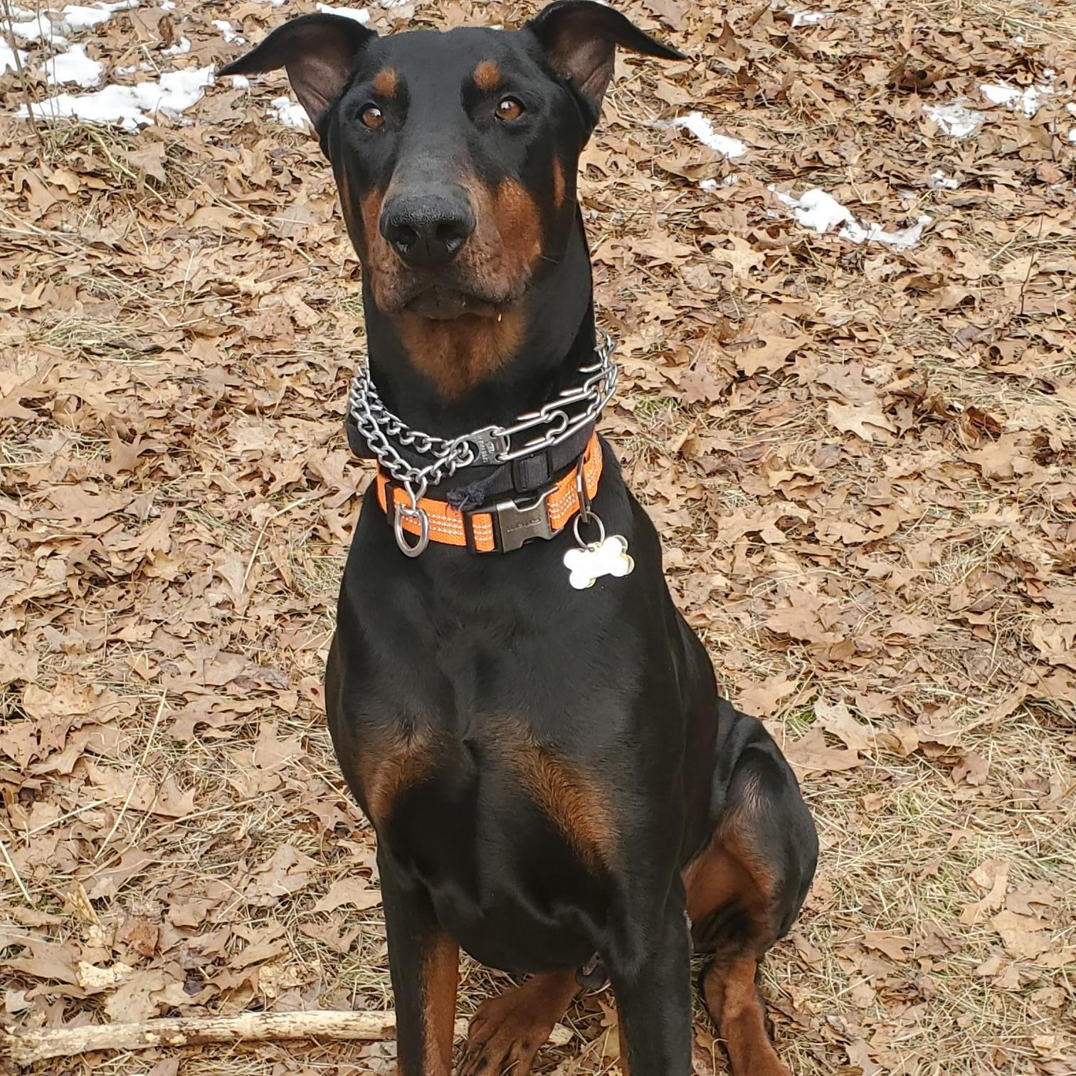 Enlarge Tapper Courtesy Listing, a ADOPTABLE Doberman Pinscher in Midland, MI image 4/6