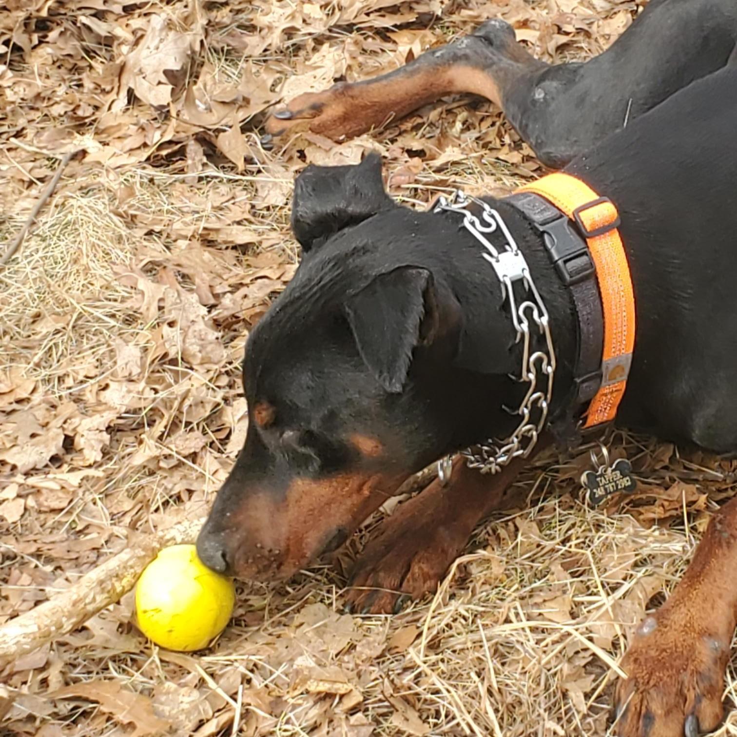 Enlarge Tapper Courtesy Listing, a ADOPTABLE Doberman Pinscher in Midland, MI image 2/6