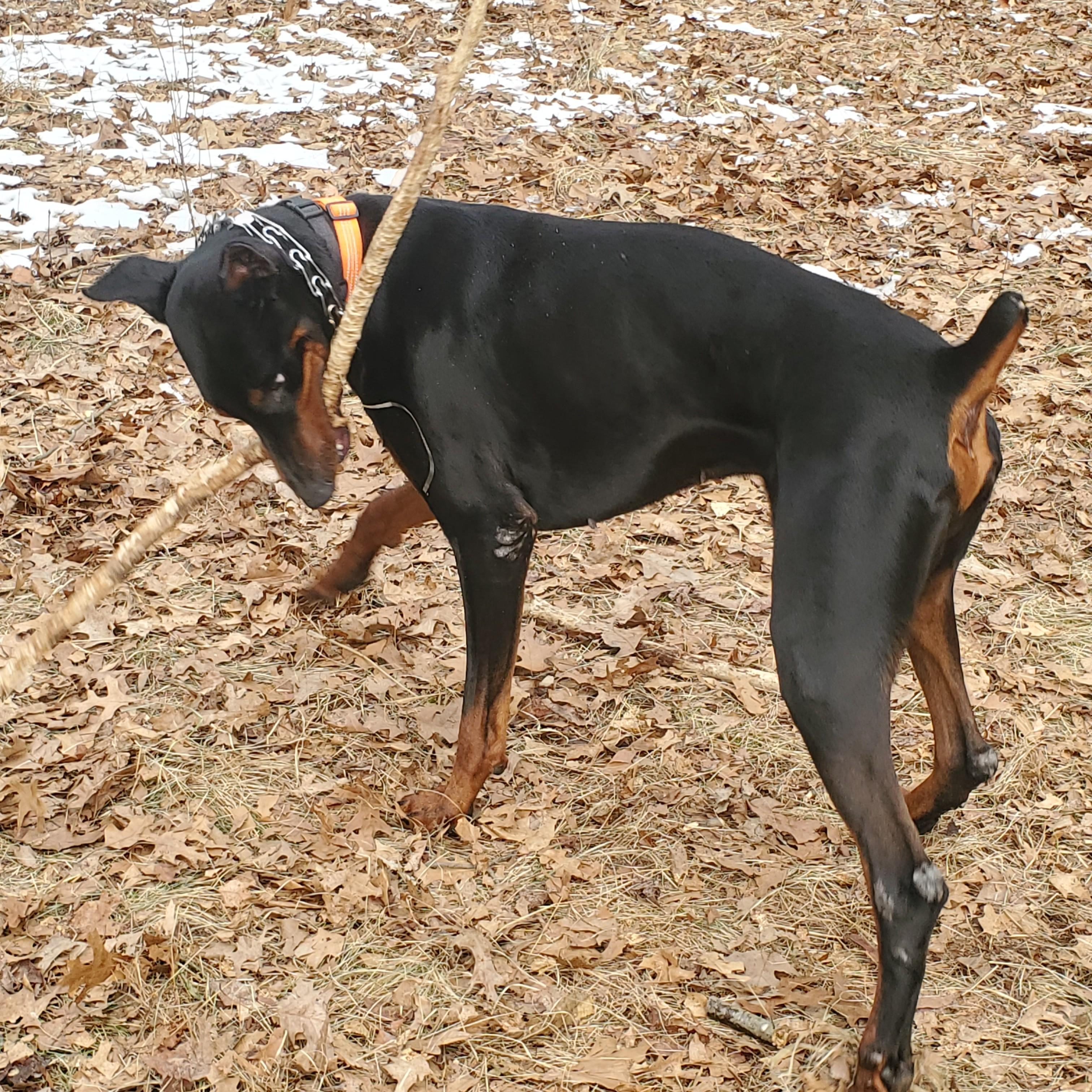 Enlarge Tapper Courtesy Listing, a ADOPTABLE Doberman Pinscher in Midland, MI image 3/6