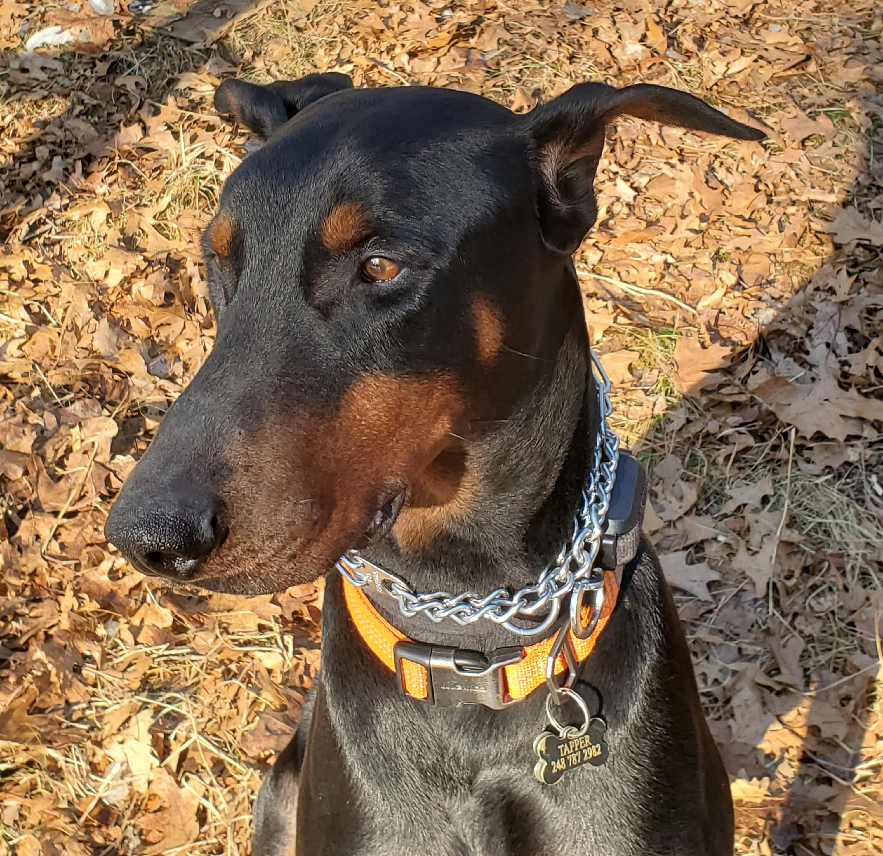Enlarge Tapper Courtesy Listing, a ADOPTABLE Doberman Pinscher in Midland, MI image 1/6