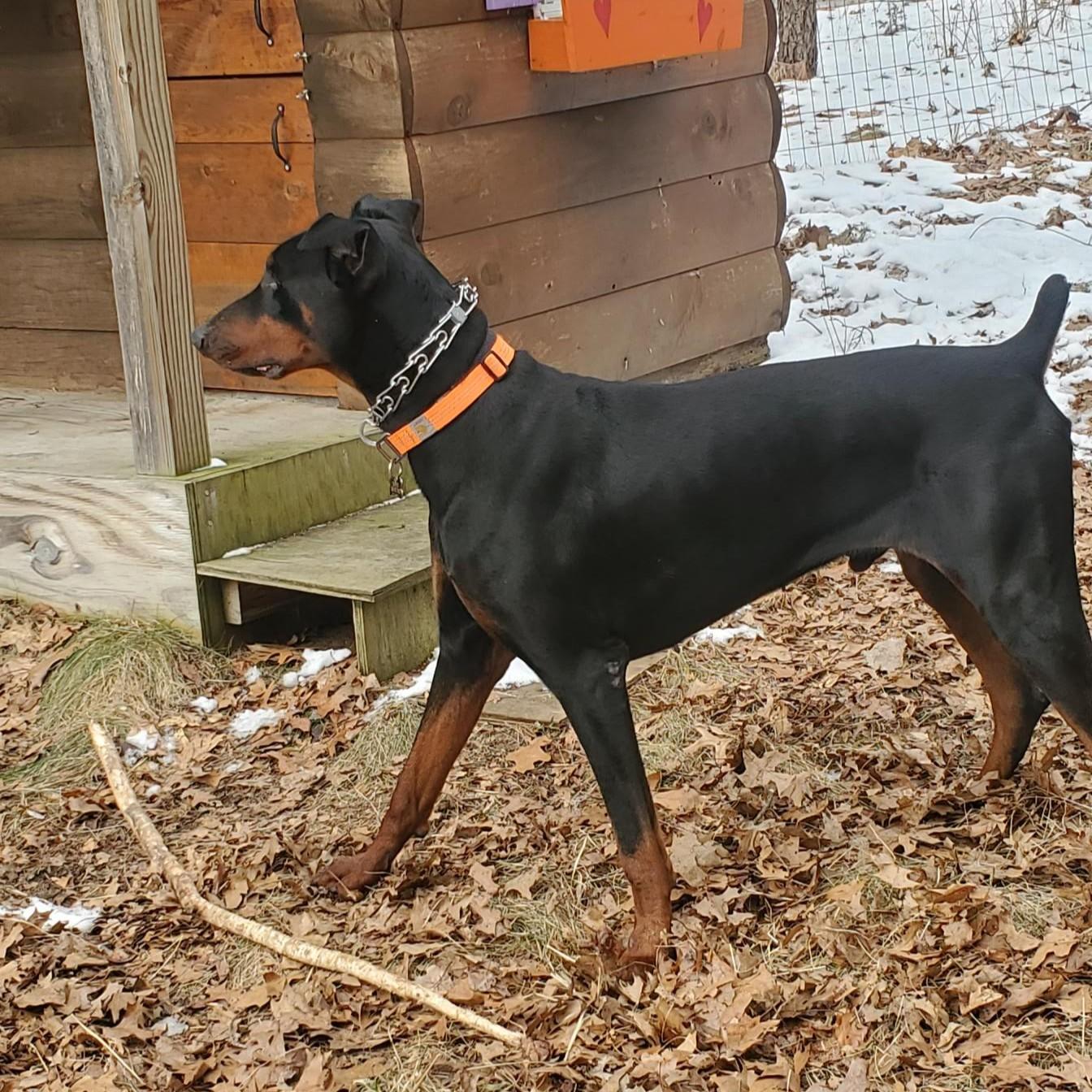 Enlarge Tapper Courtesy Listing, a ADOPTABLE Doberman Pinscher in Midland, MI image 5/6