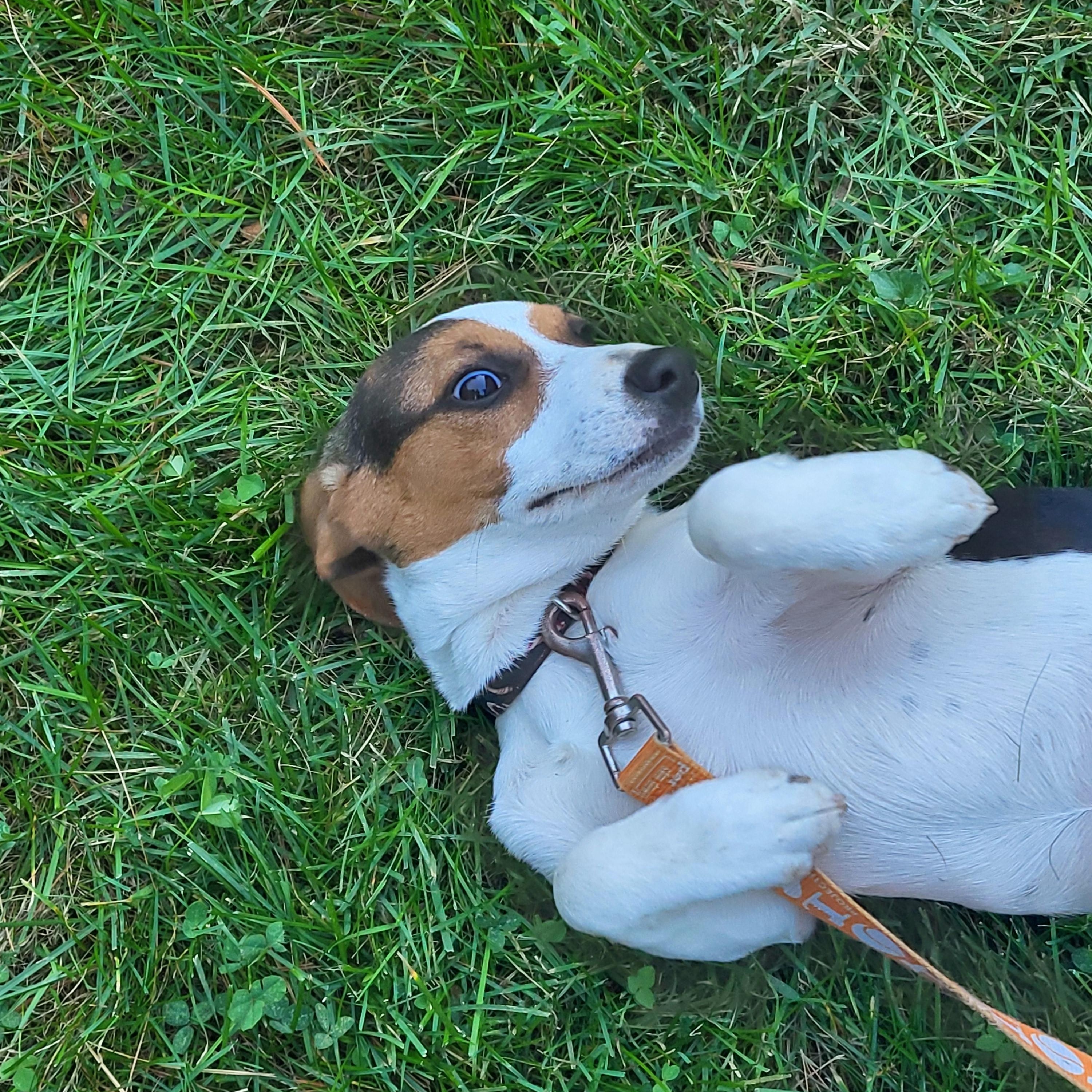 Gigi, Adoptable, Puppy Female Beagle & Terrier.