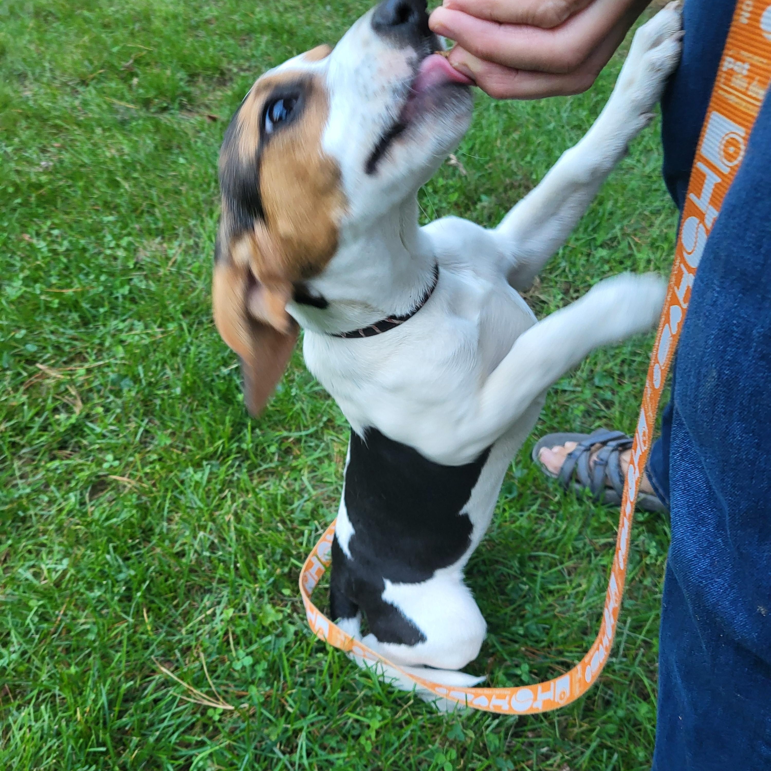 Gigi, a Adoptable mixed breed in Evans City, PA image 2/6