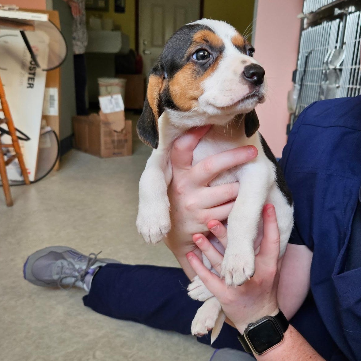 Gigi, a Adoptable mixed breed in Evans City, PA image 6/6