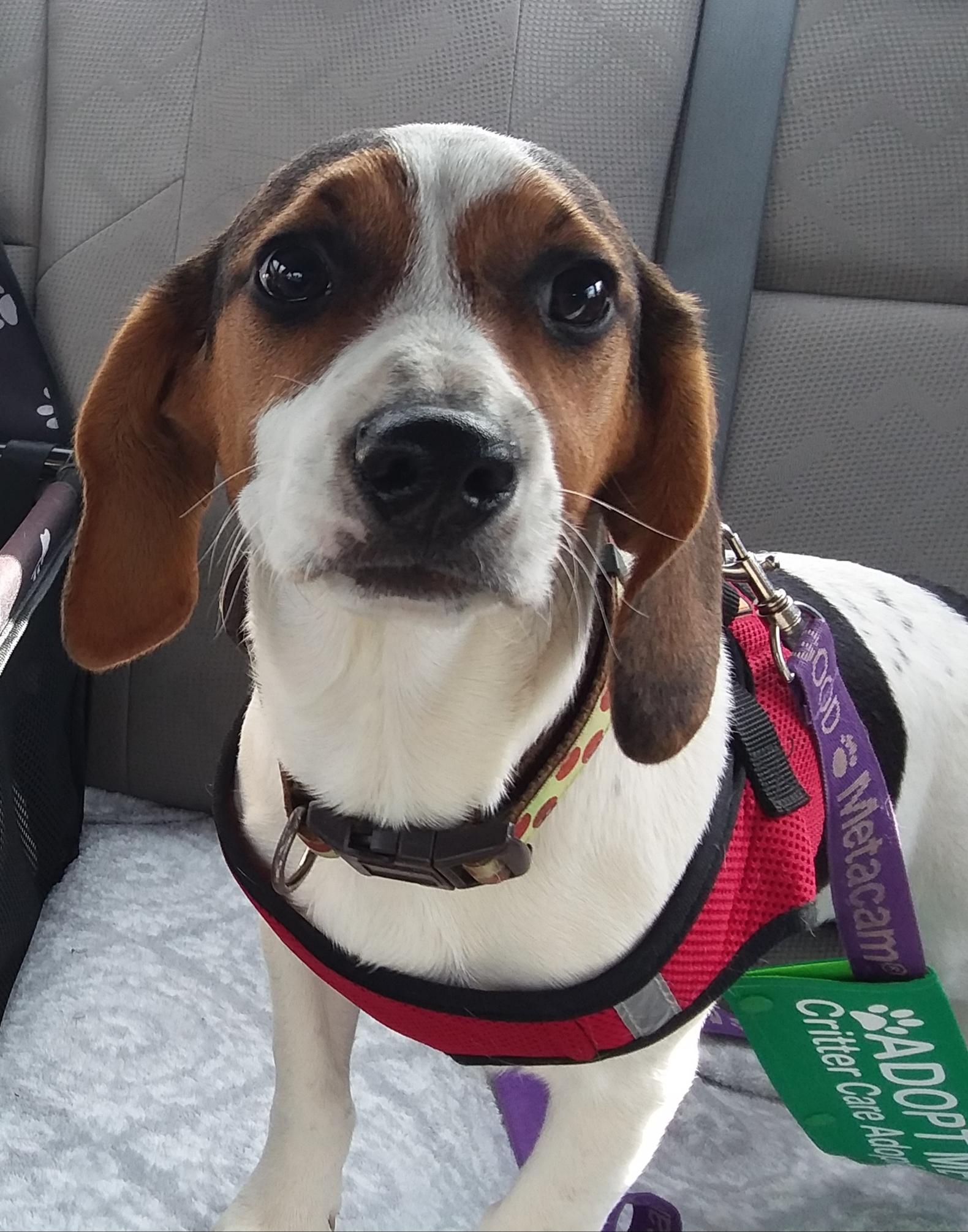 Enlarge Gigi, a Adoptable mixed breed in Evans City, PA image 3/6