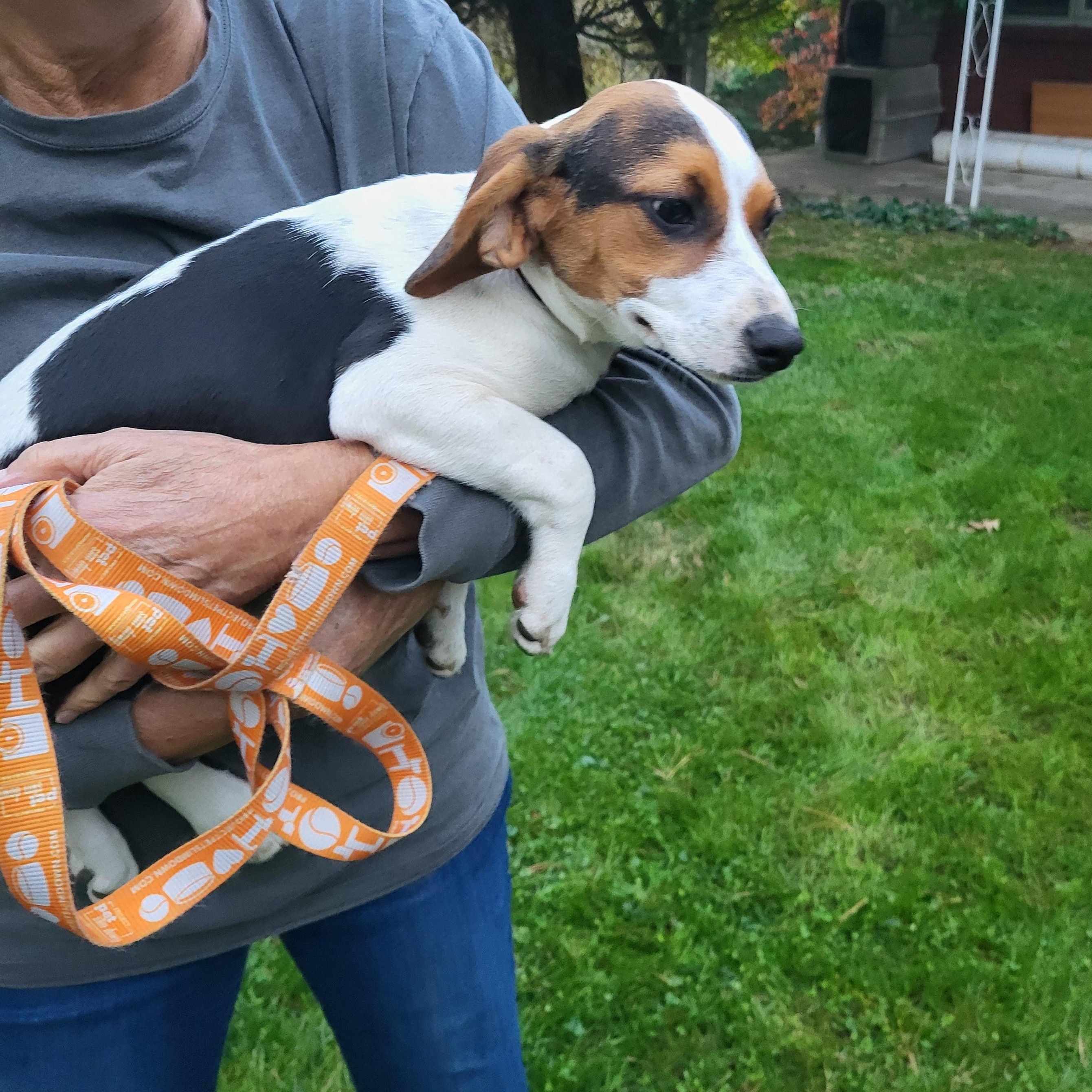 Gigi, a Adoptable mixed breed in Evans City, PA image 3/6