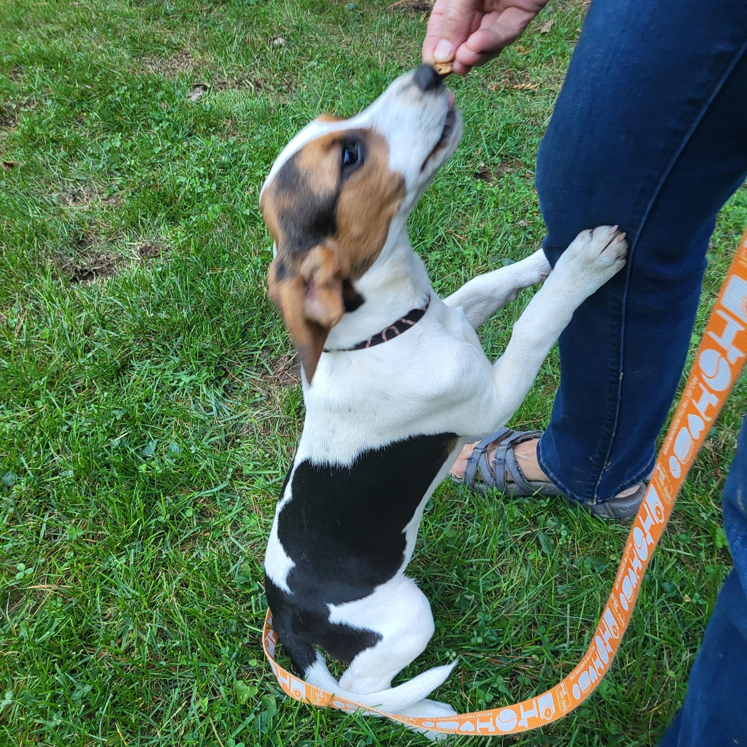 Gigi, a Adoptable mixed breed in Evans City, PA image 4/6