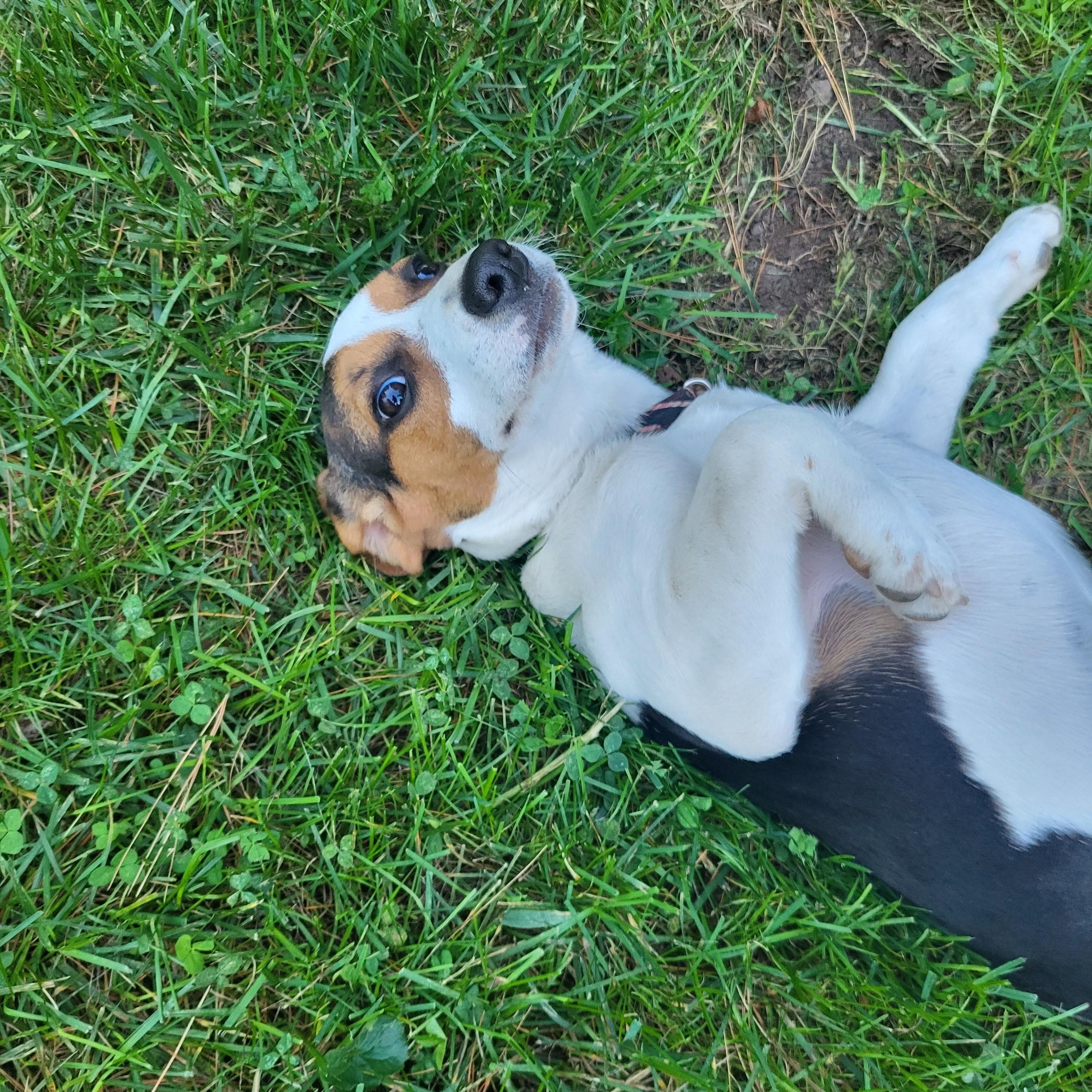 Gigi, a Adoptable mixed breed in Evans City, PA image 5/6