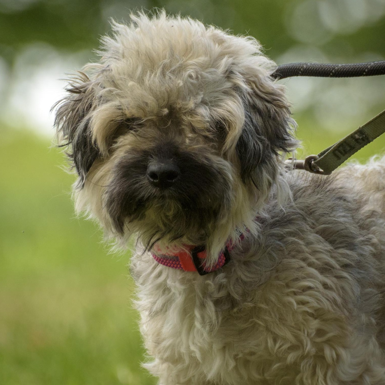 Enlarge Eddie, a Adoptable mixed breed in Lambertville, NJ image 3/3