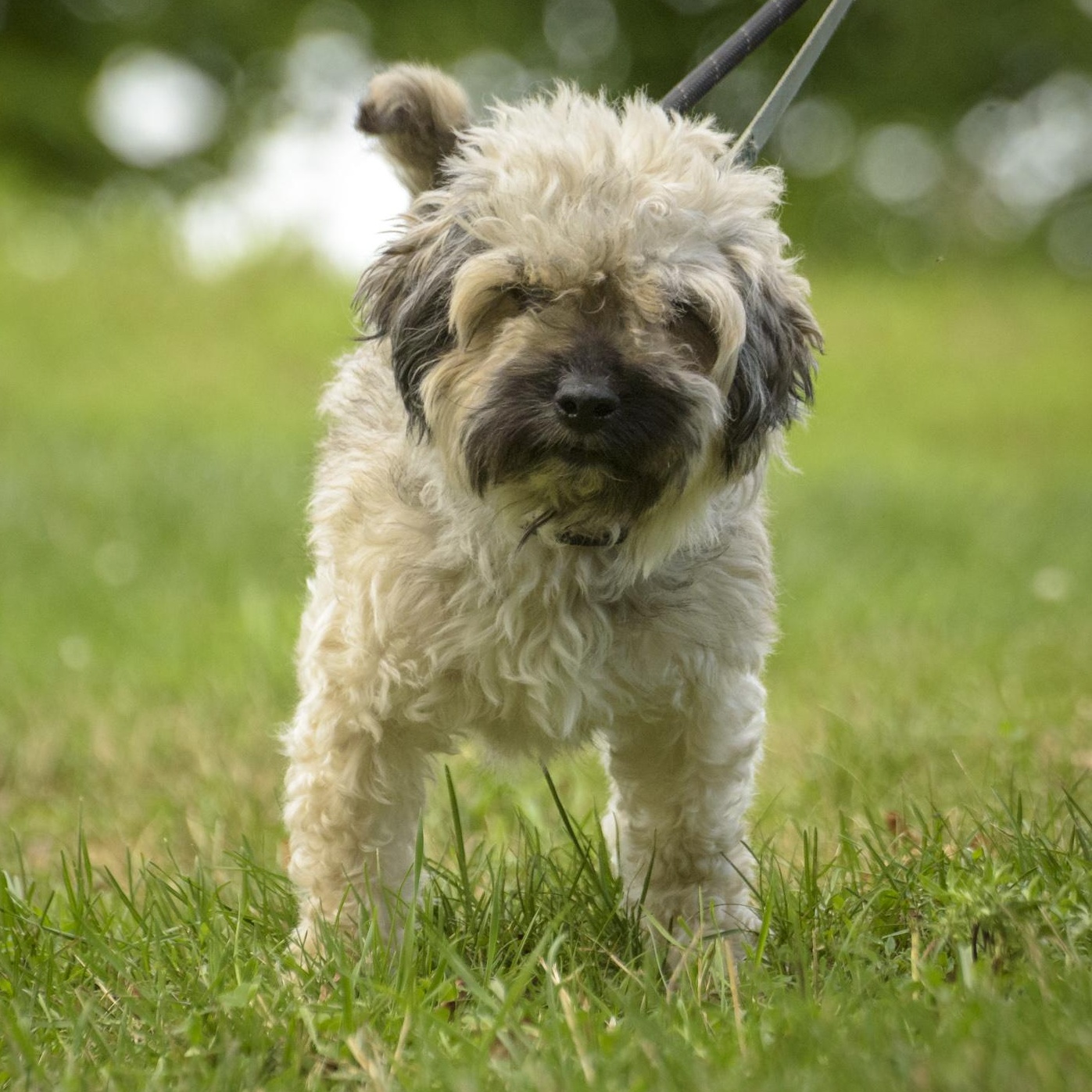 Enlarge Eddie, a Adoptable mixed breed in Lambertville, NJ image 2/3
