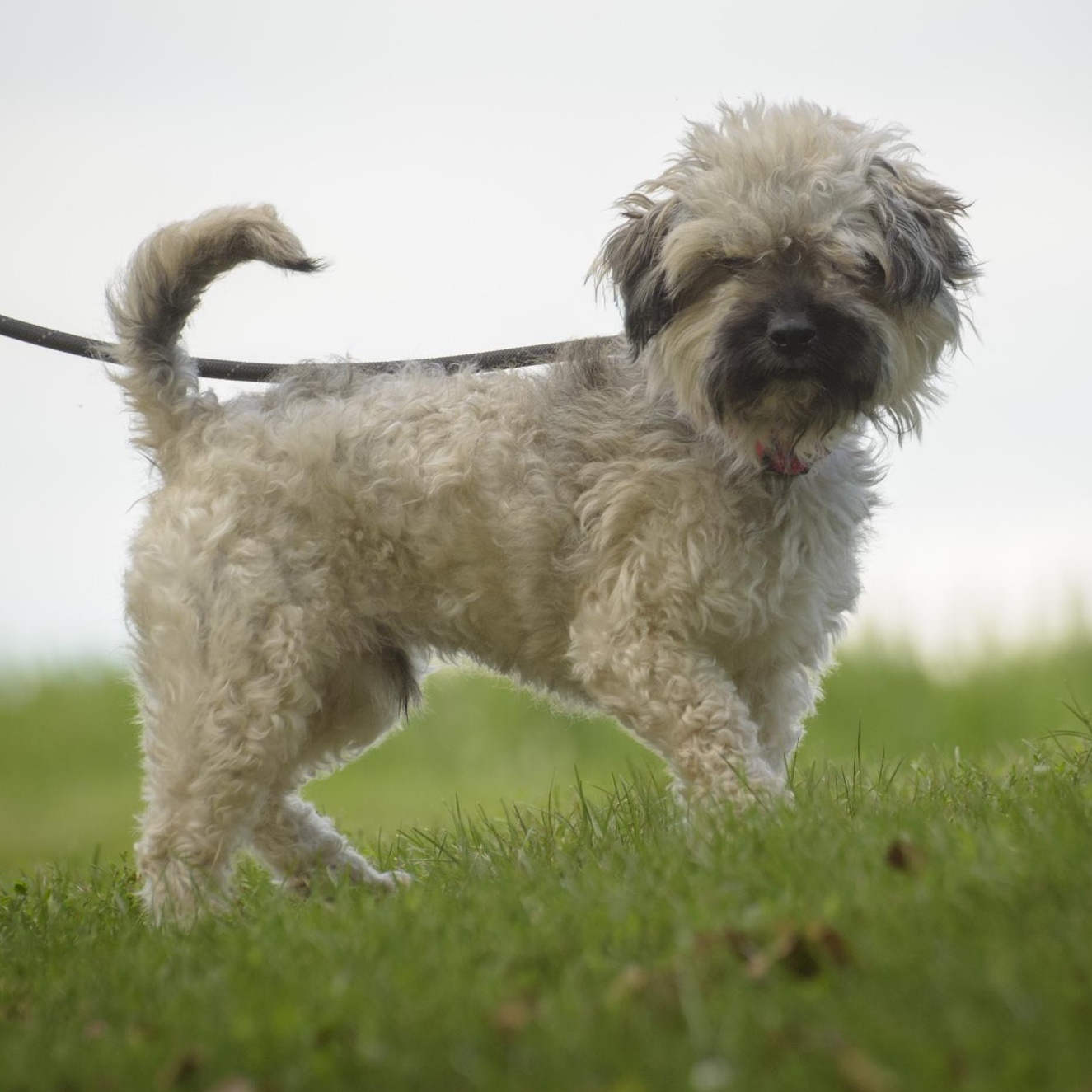 Enlarge Eddie, a Adoptable mixed breed in Lambertville, NJ image 1/3