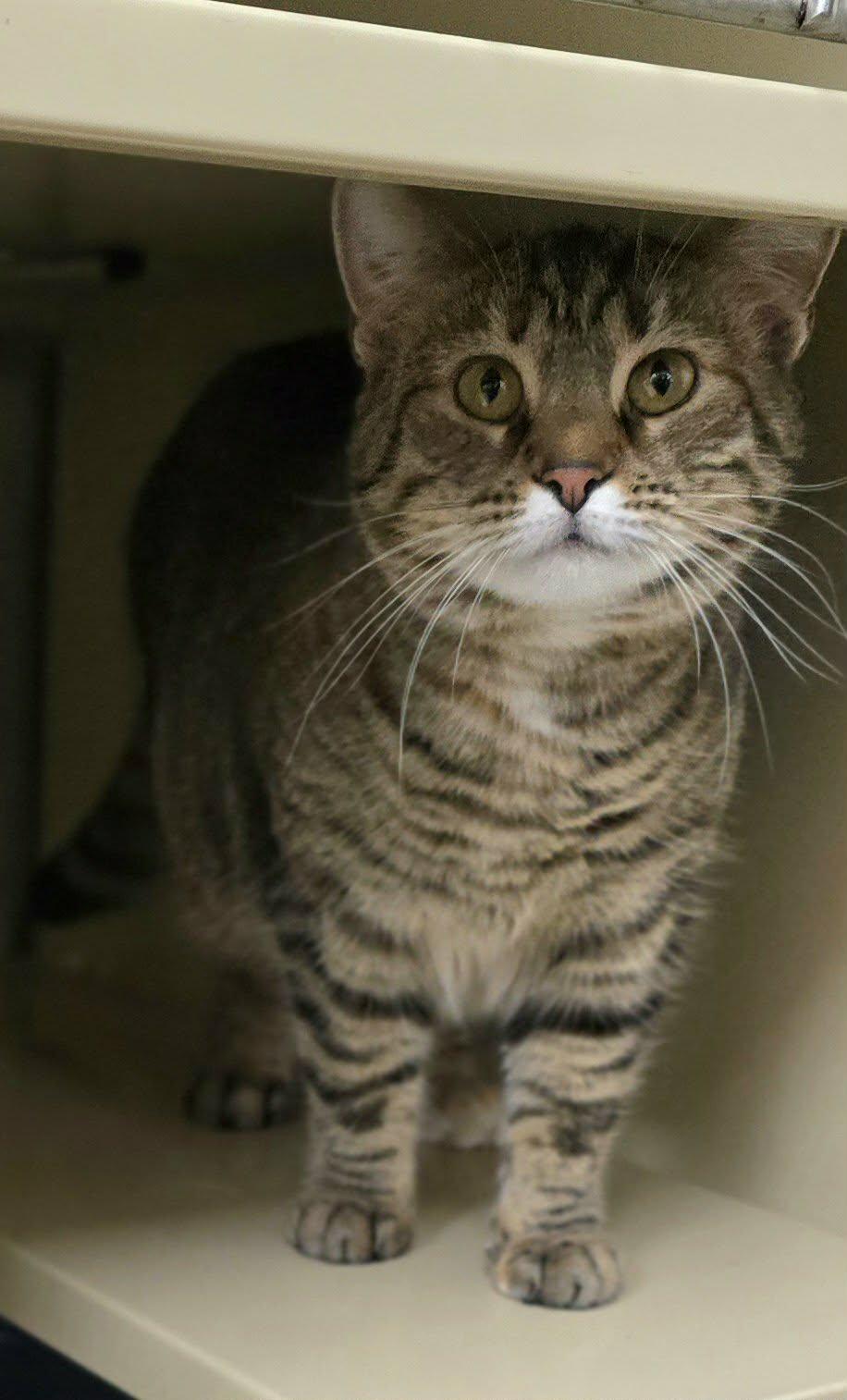 Shelby, ADOPTABLE, Adult Female Domestic Short Hair.