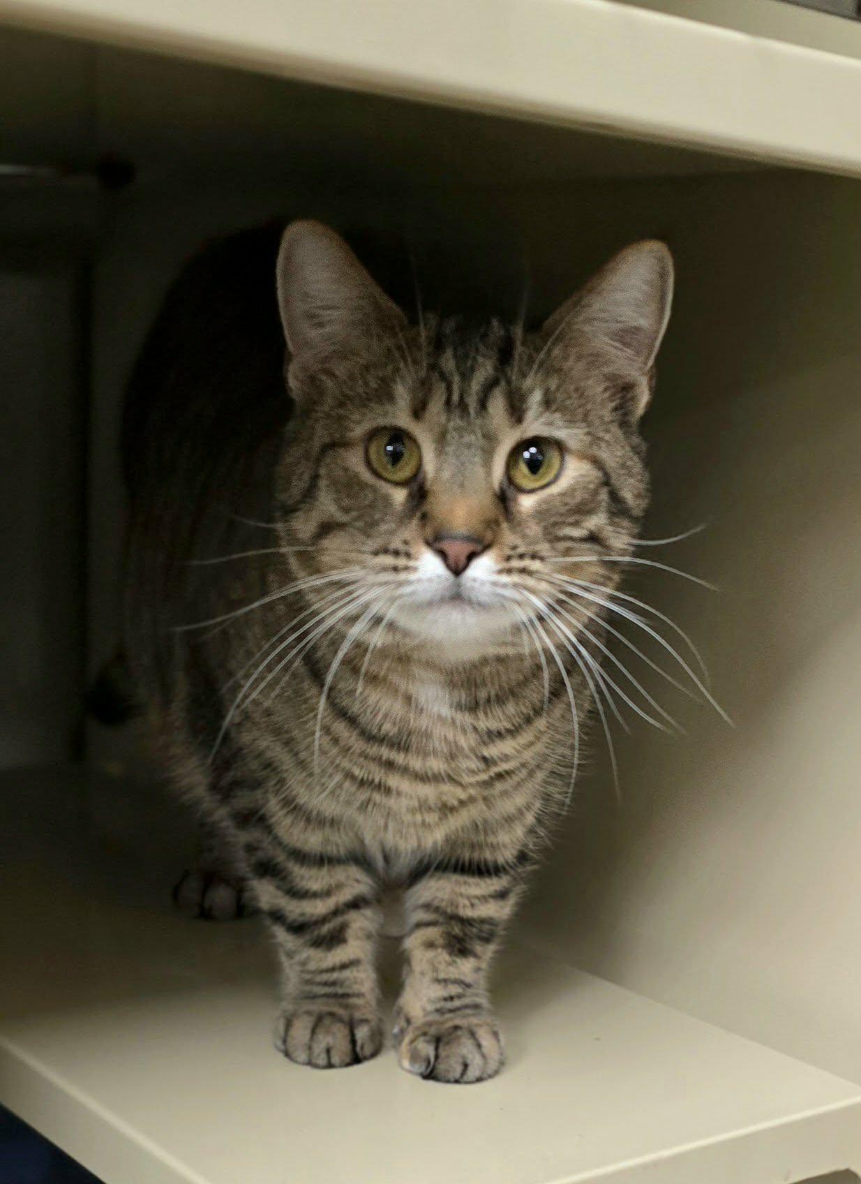 Enlarge Shelby, a ADOPTABLE Domestic Short Hair in New Castle, PA image 2/6