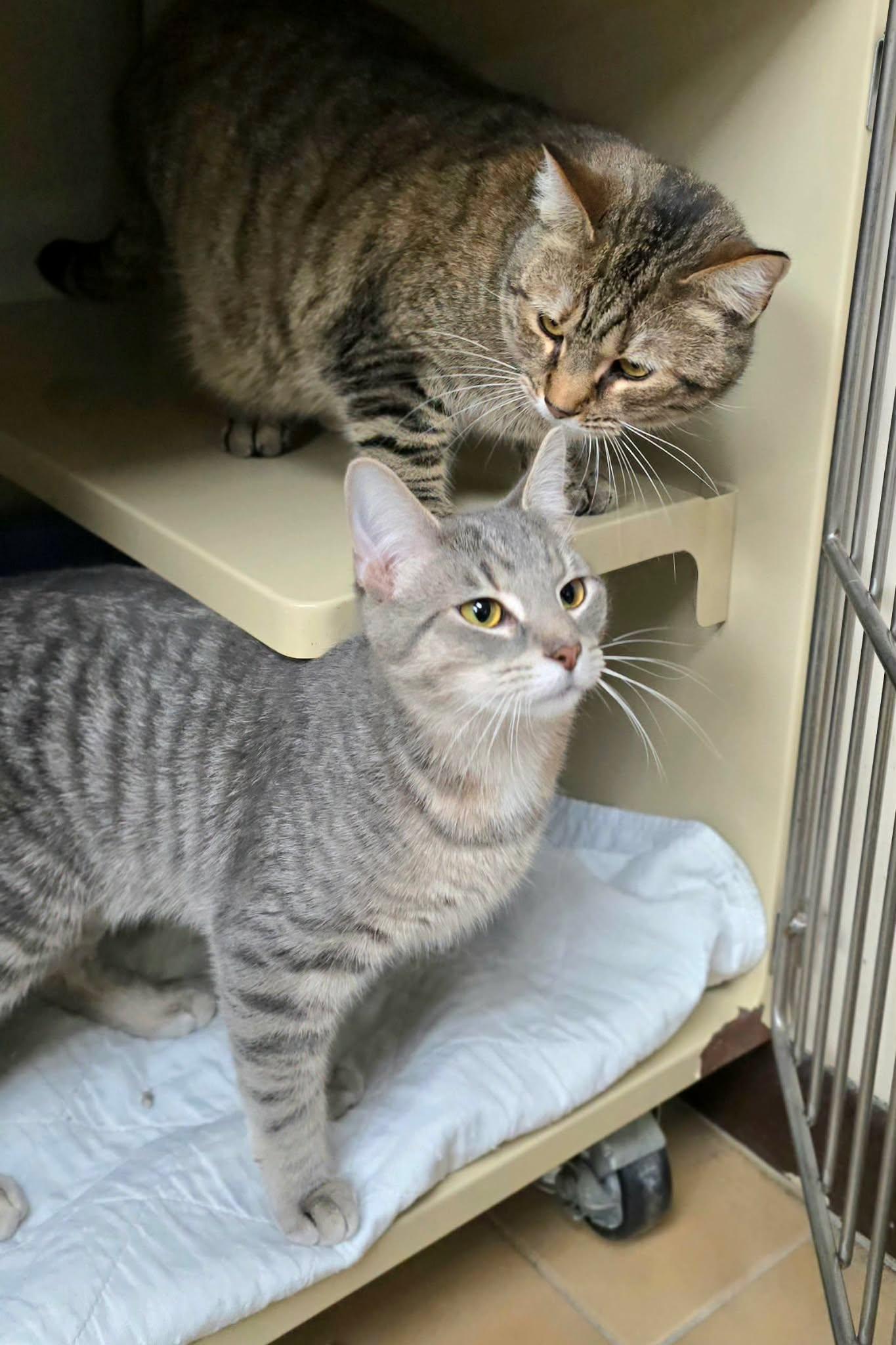 Enlarge Shelby, a ADOPTABLE Domestic Short Hair in New Castle, PA image 4/6