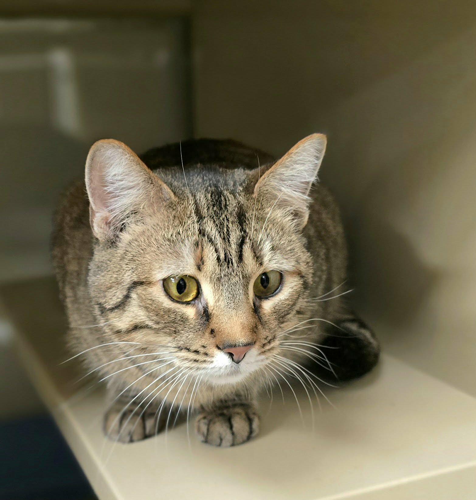 Enlarge Shelby, a ADOPTABLE Domestic Short Hair in New Castle, PA image 3/6