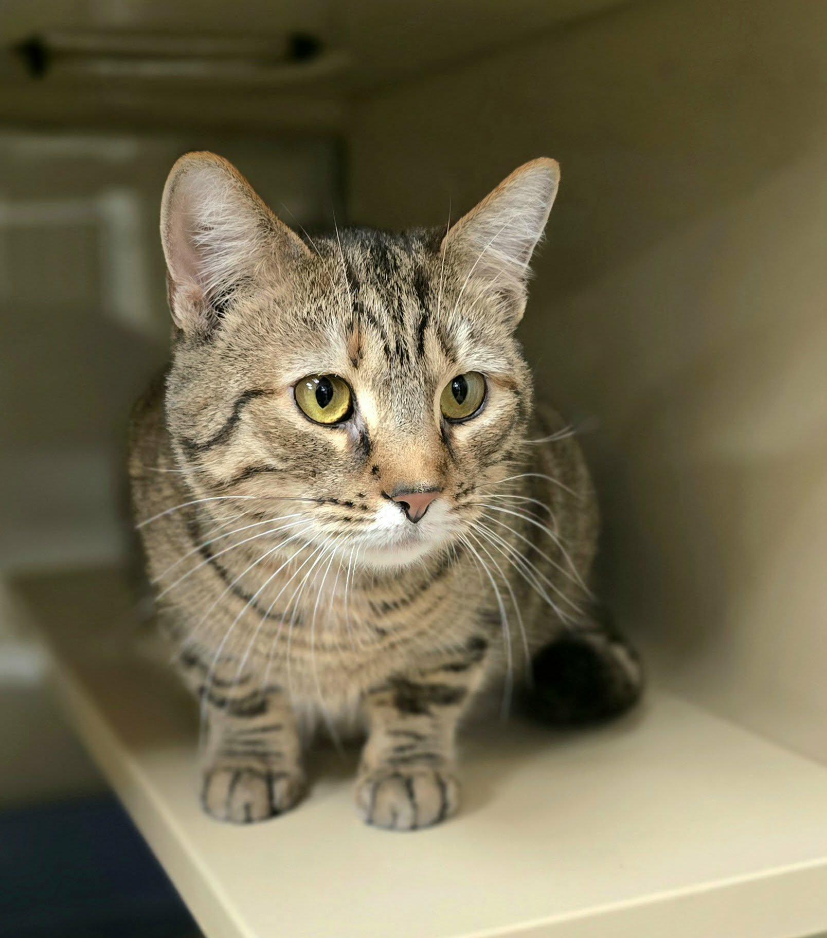 Enlarge Shelby, a ADOPTABLE Domestic Short Hair in New Castle, PA image 5/6