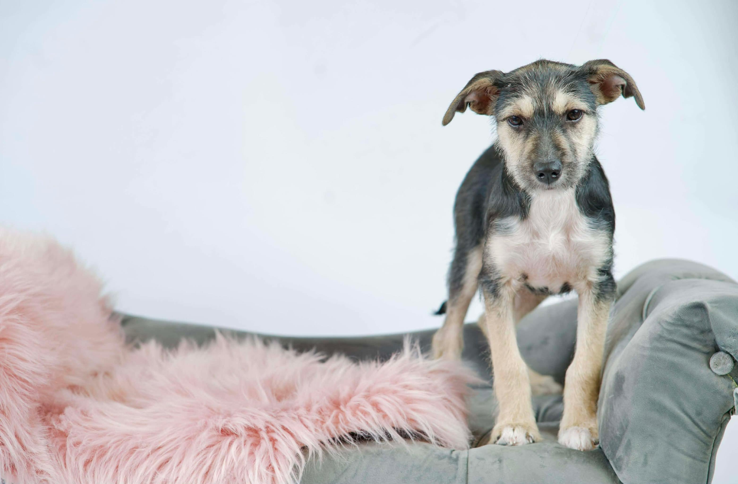 Enlarge Emma, an adopted mixed breed in Green Bay, WI image 1/2