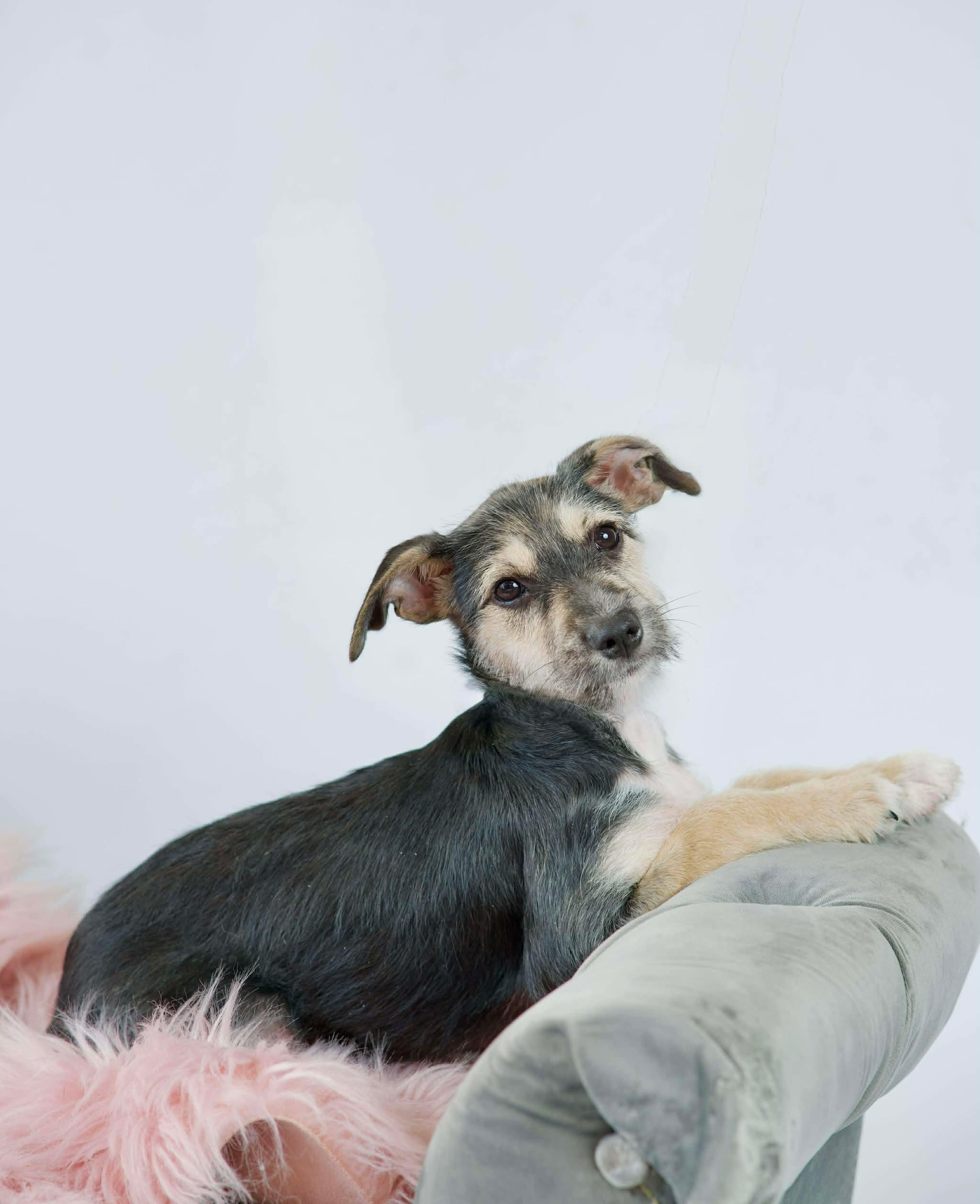 Enlarge Emma, an adopted mixed breed in Green Bay, WI image 2/2