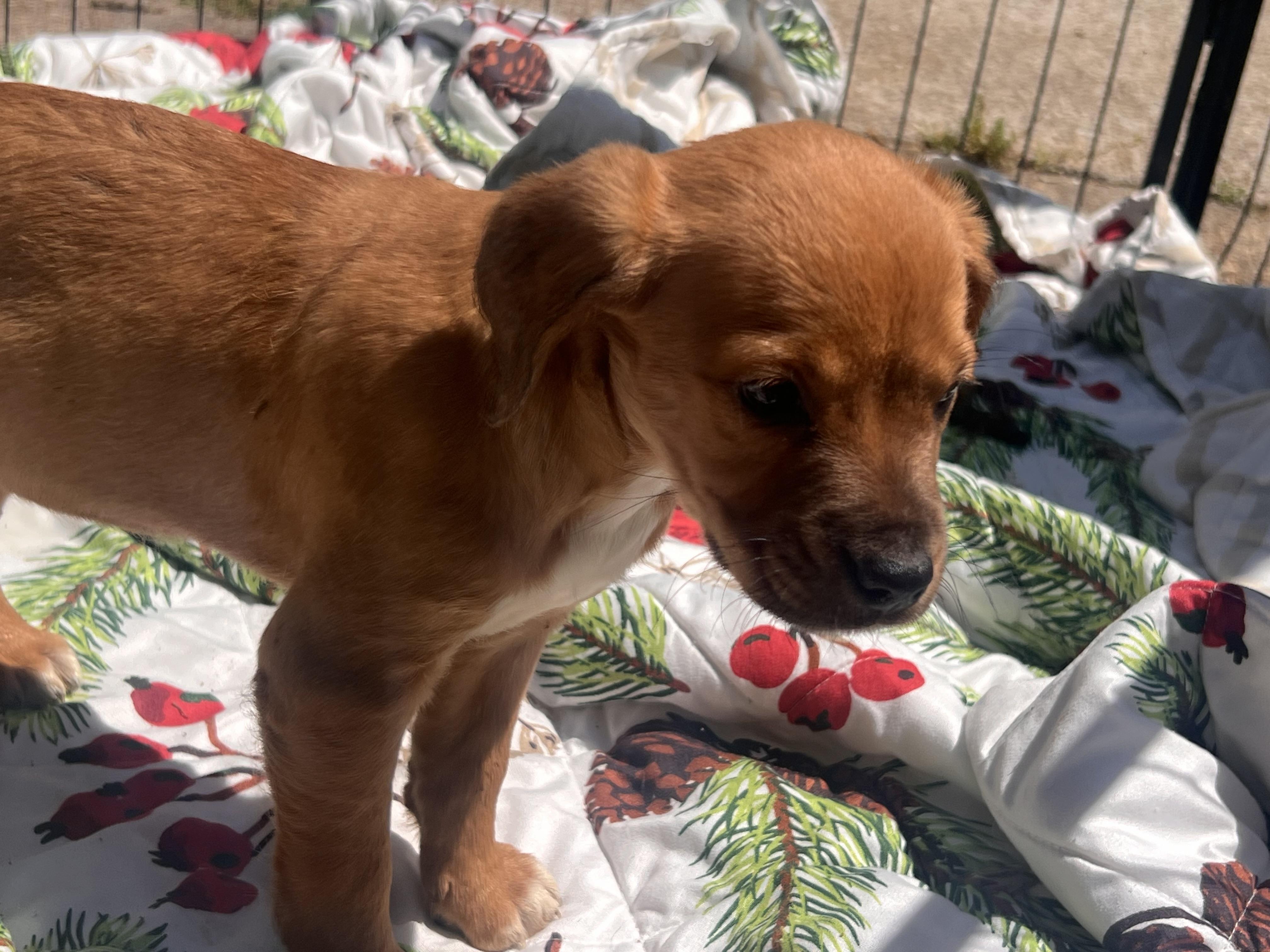 Enlarge Yolanda, a ADOPTABLE mixed breed in Medfield, MA image 1/5