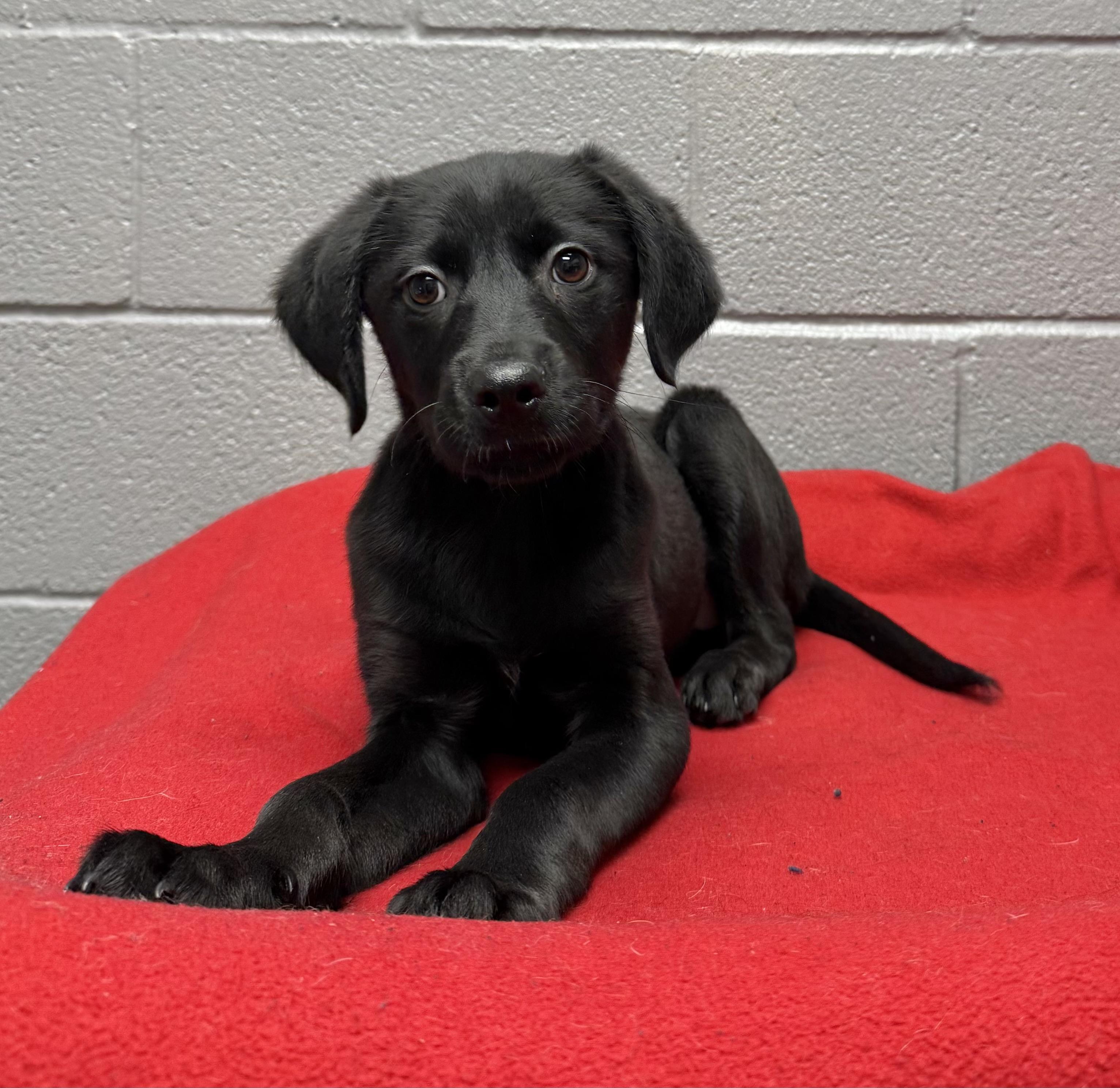 Dog for adoption - Annie, a Black Labrador Retriever in East Haddam ...