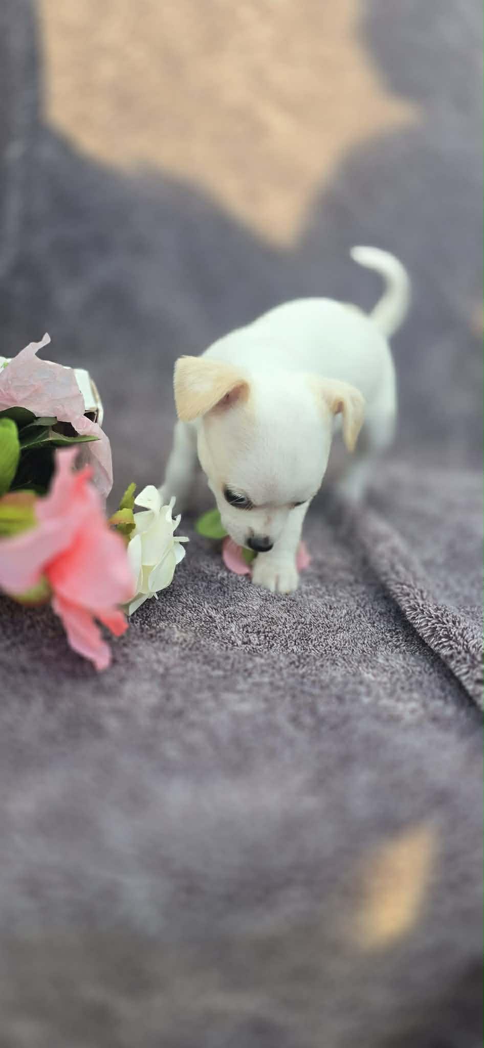 Enlarge Darla, an adopted mixed breed in Elkhorn, WI image 6/6