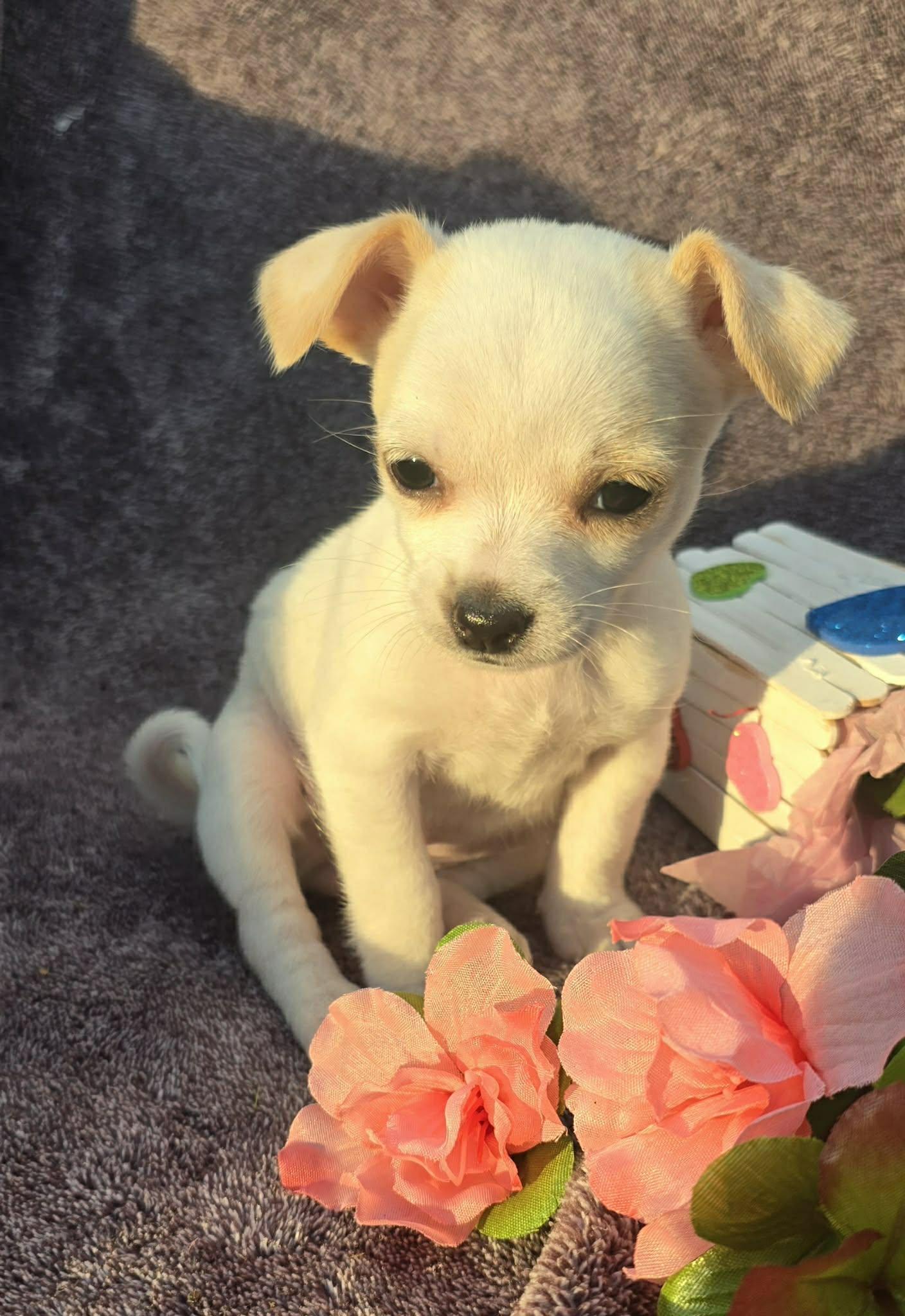 Enlarge Darla, an adopted mixed breed in Elkhorn, WI image 2/6