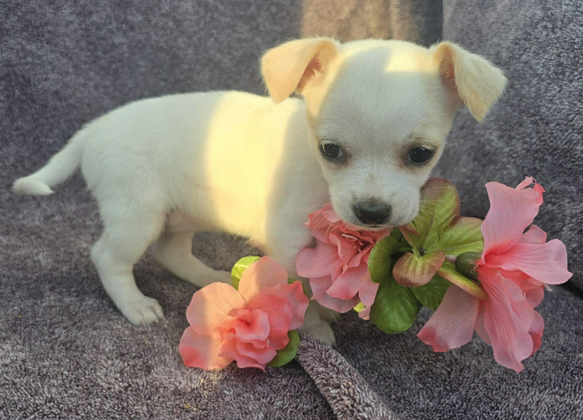 Enlarge Darla, an adopted mixed breed in Elkhorn, WI image 3/6